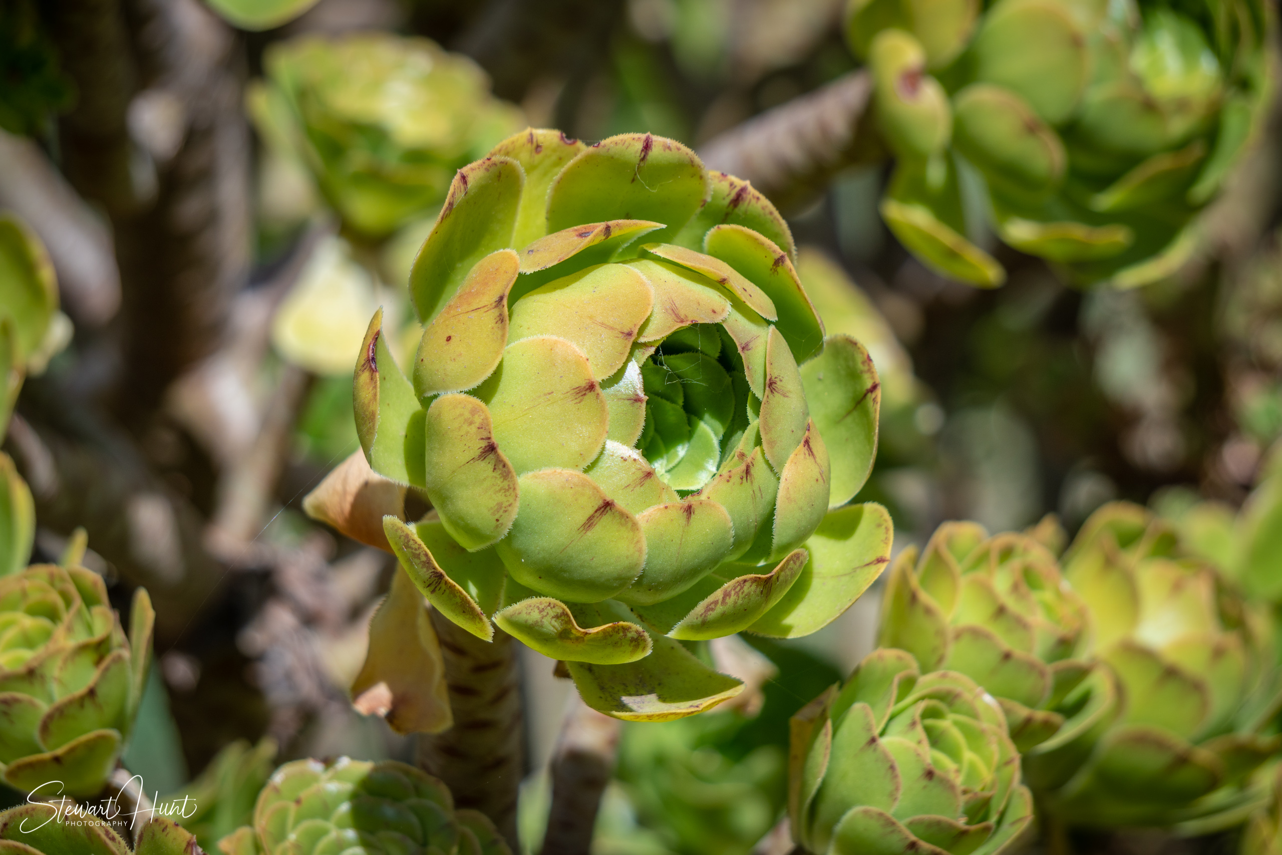 20190309 Ballarat 5902