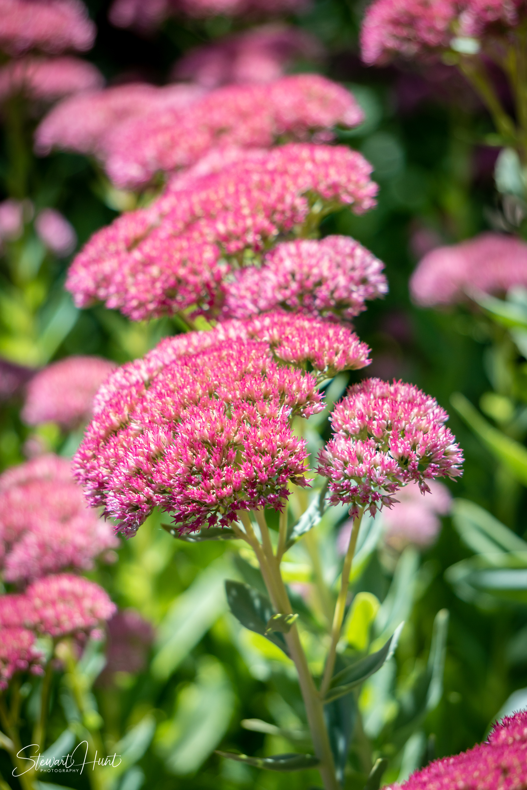 20190309 Ballarat 5904