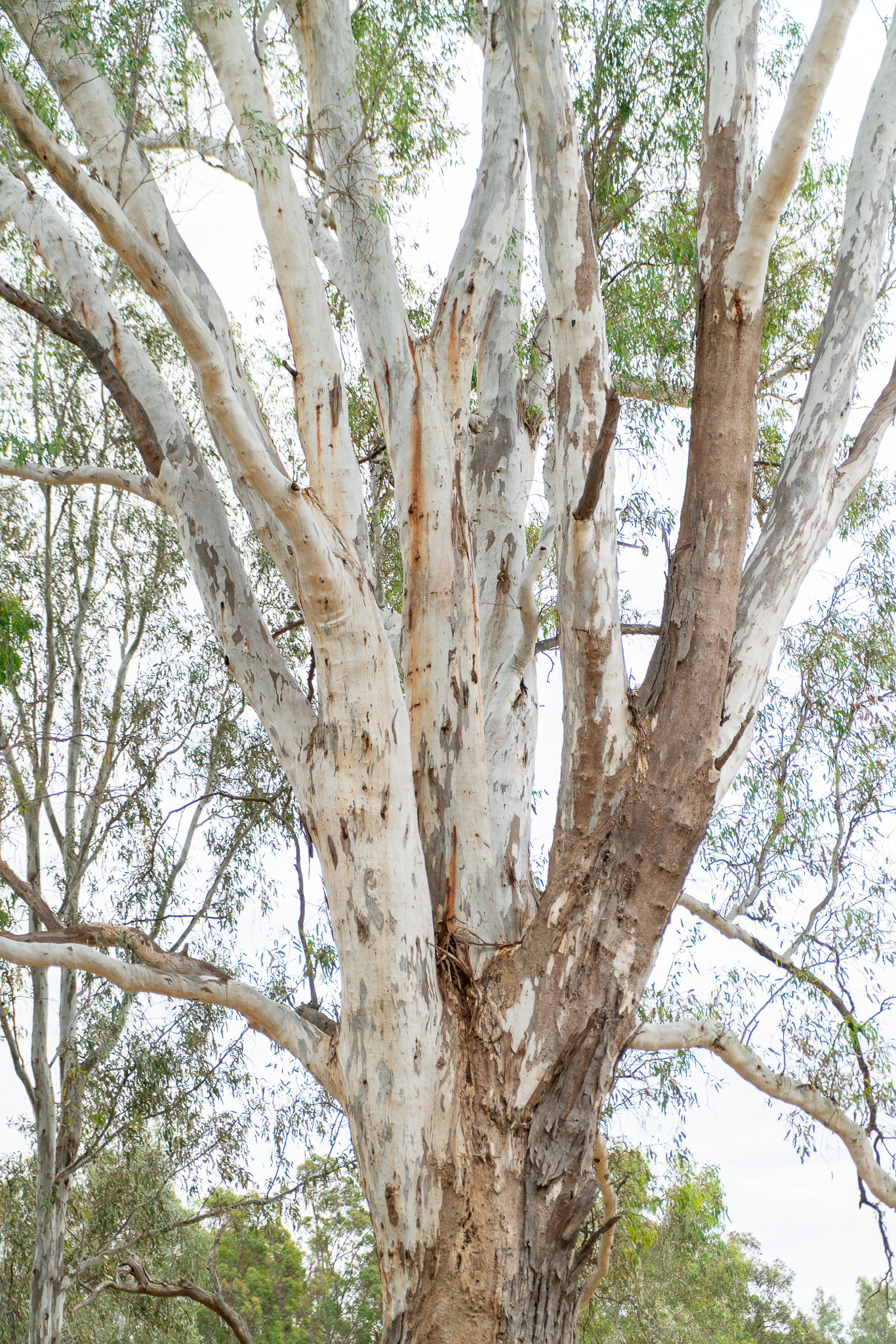 20251206 Festival of Ando and Lis A7Rii 0363