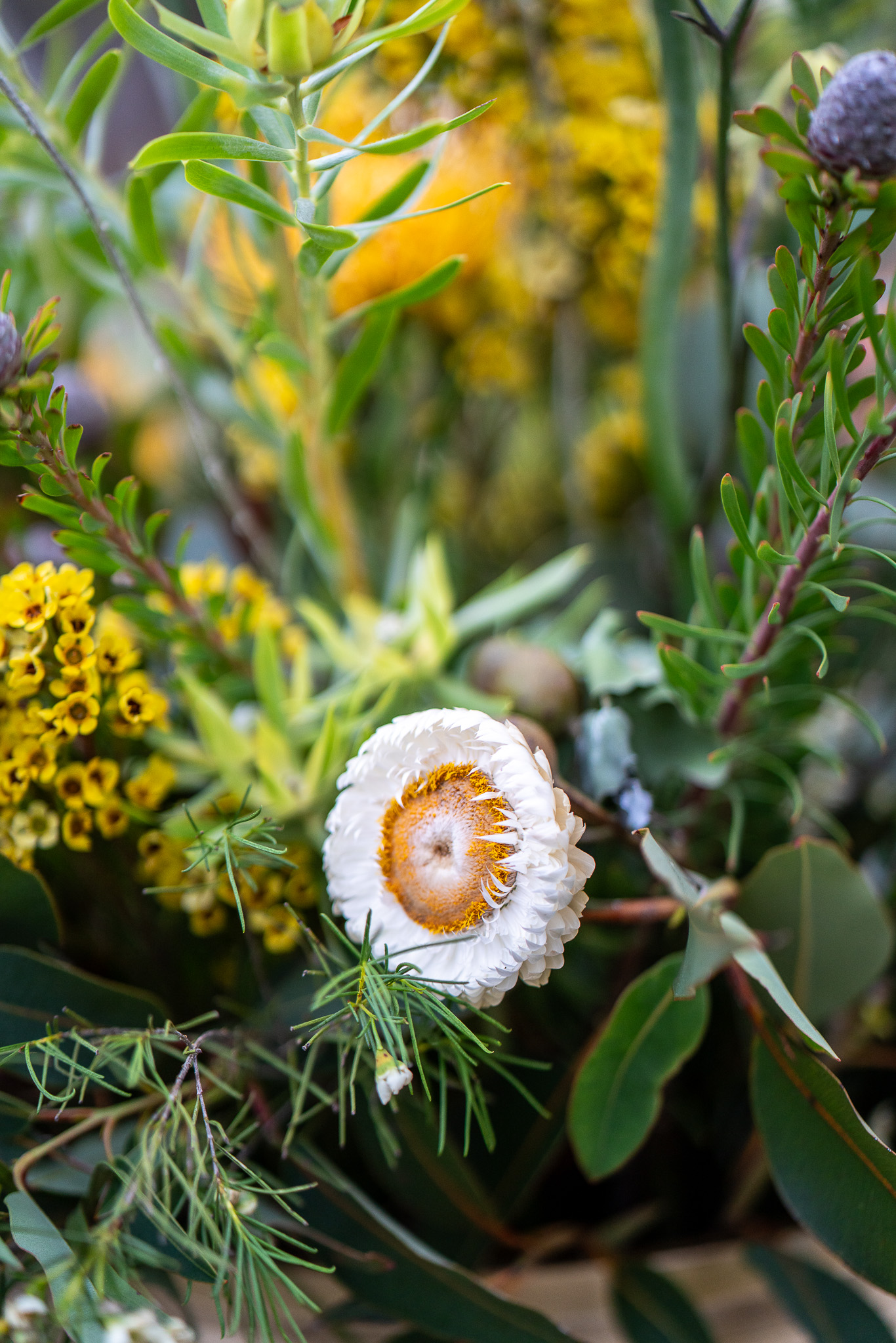 20251206 Festival of Ando and Lis A7Riii 02248