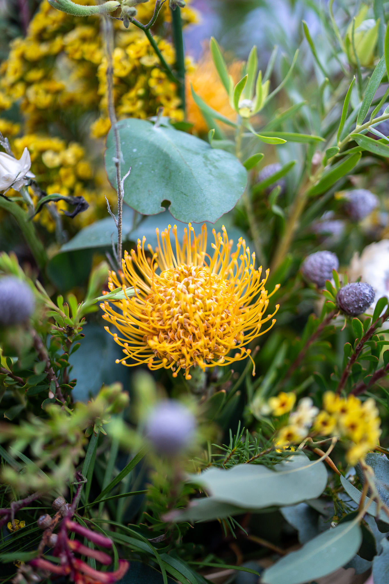 20251206 Festival of Ando and Lis A7Riii 02249