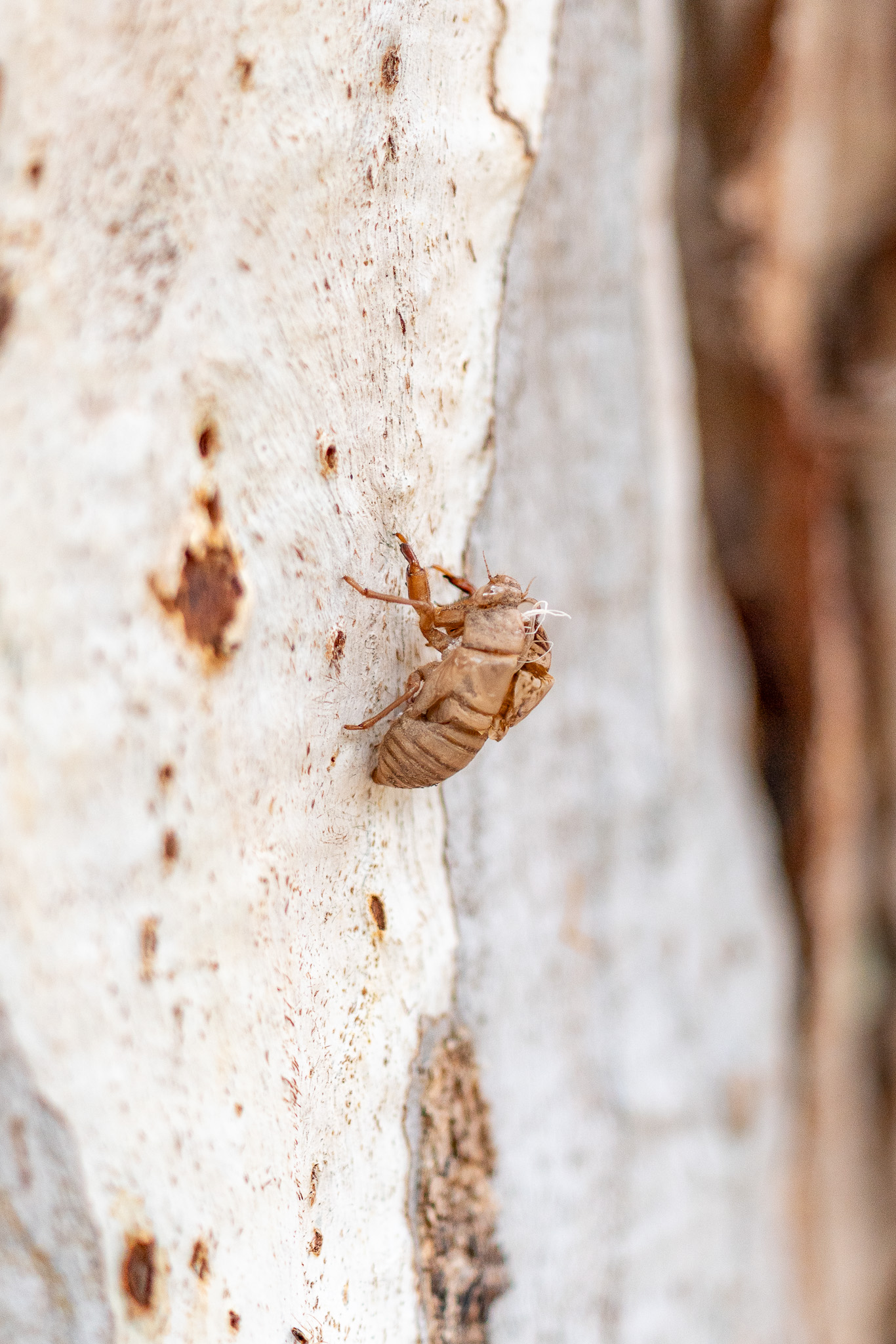 20251206 Festival of Ando and Lis A7Riii 02256