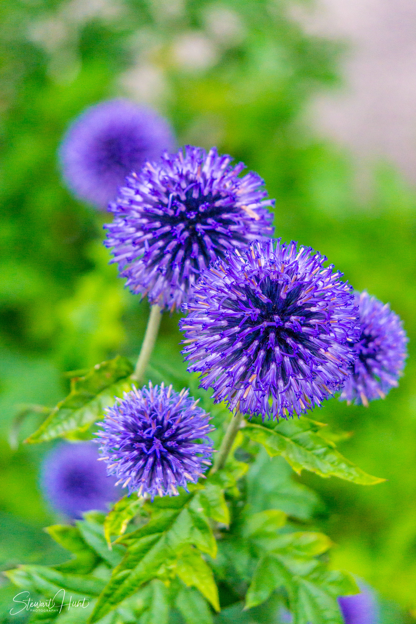 Bad Reichenhal and Zell am See 1467