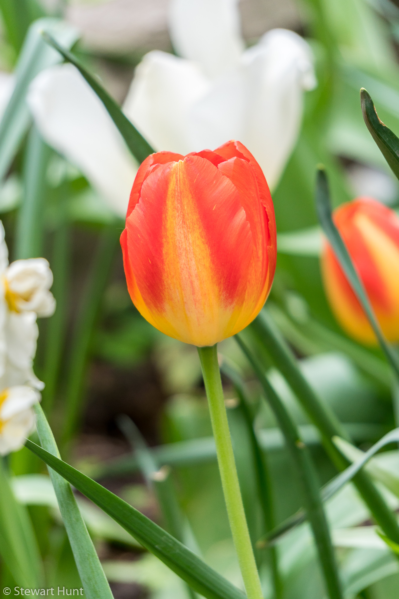 Vienna 2017 A6500 1748