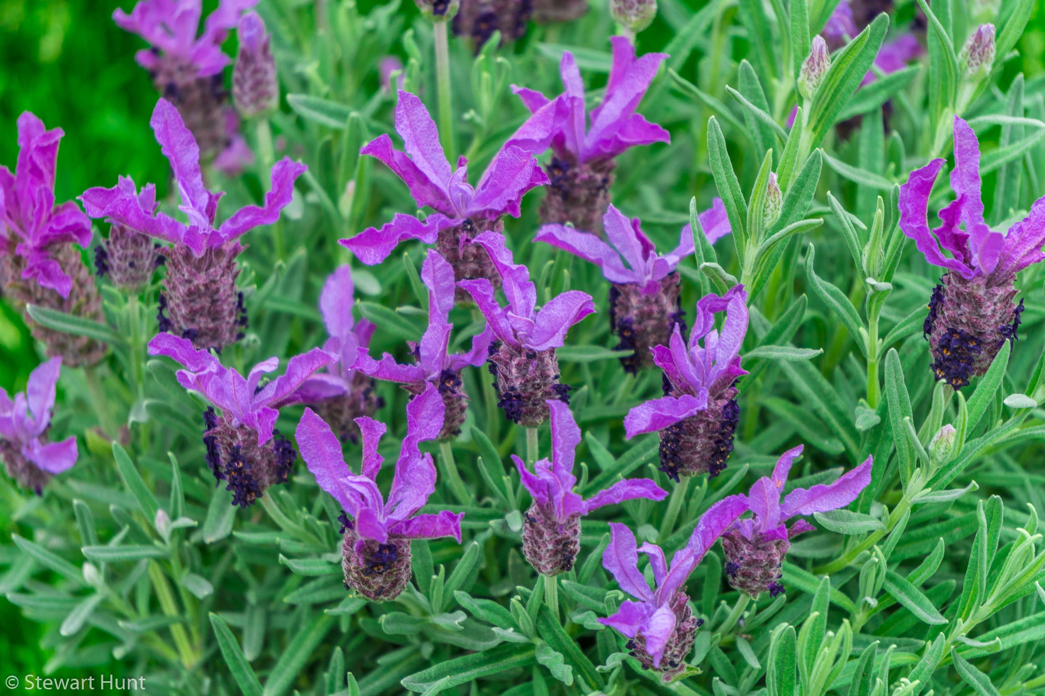 Vienna 2017 A6500 1817