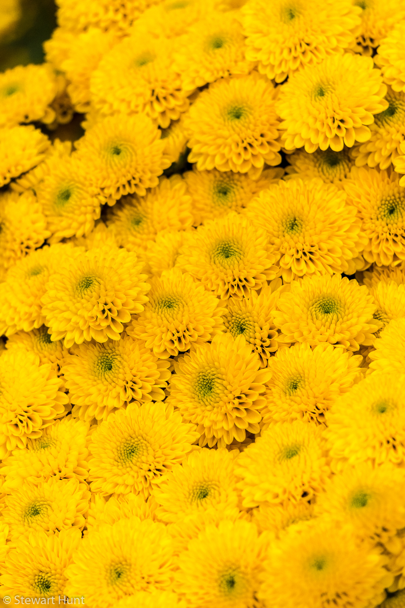 Vienna 2017 A6500 1953