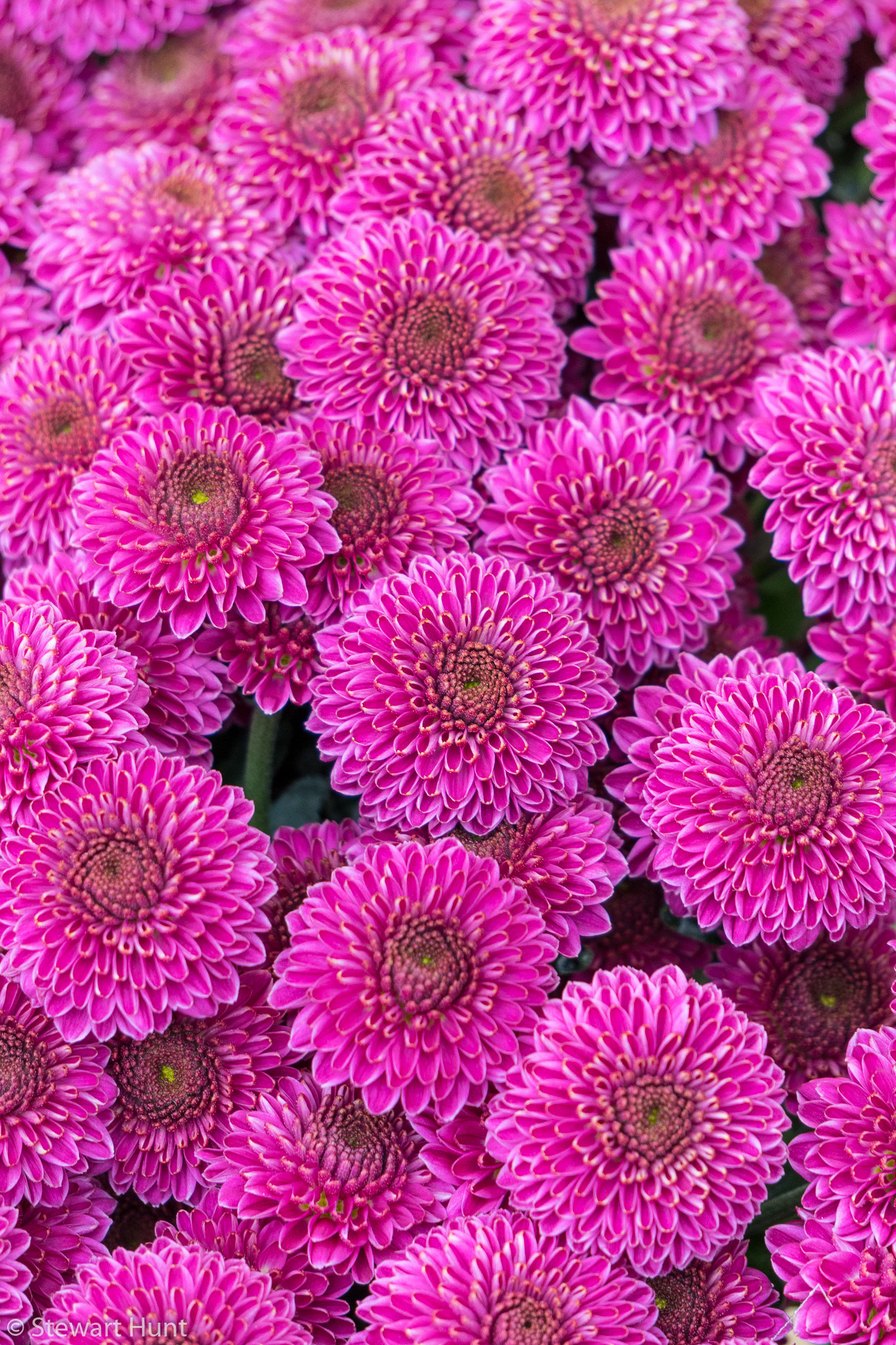 Vienna 2017 A6500 1954