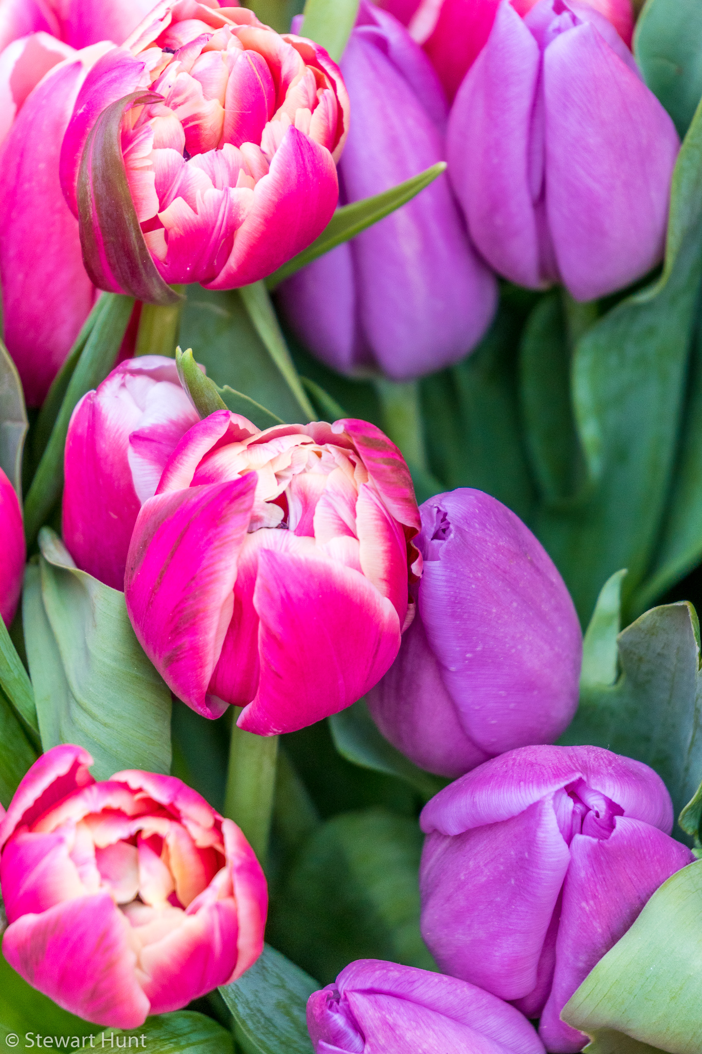 Vienna 2017 A6500 1957