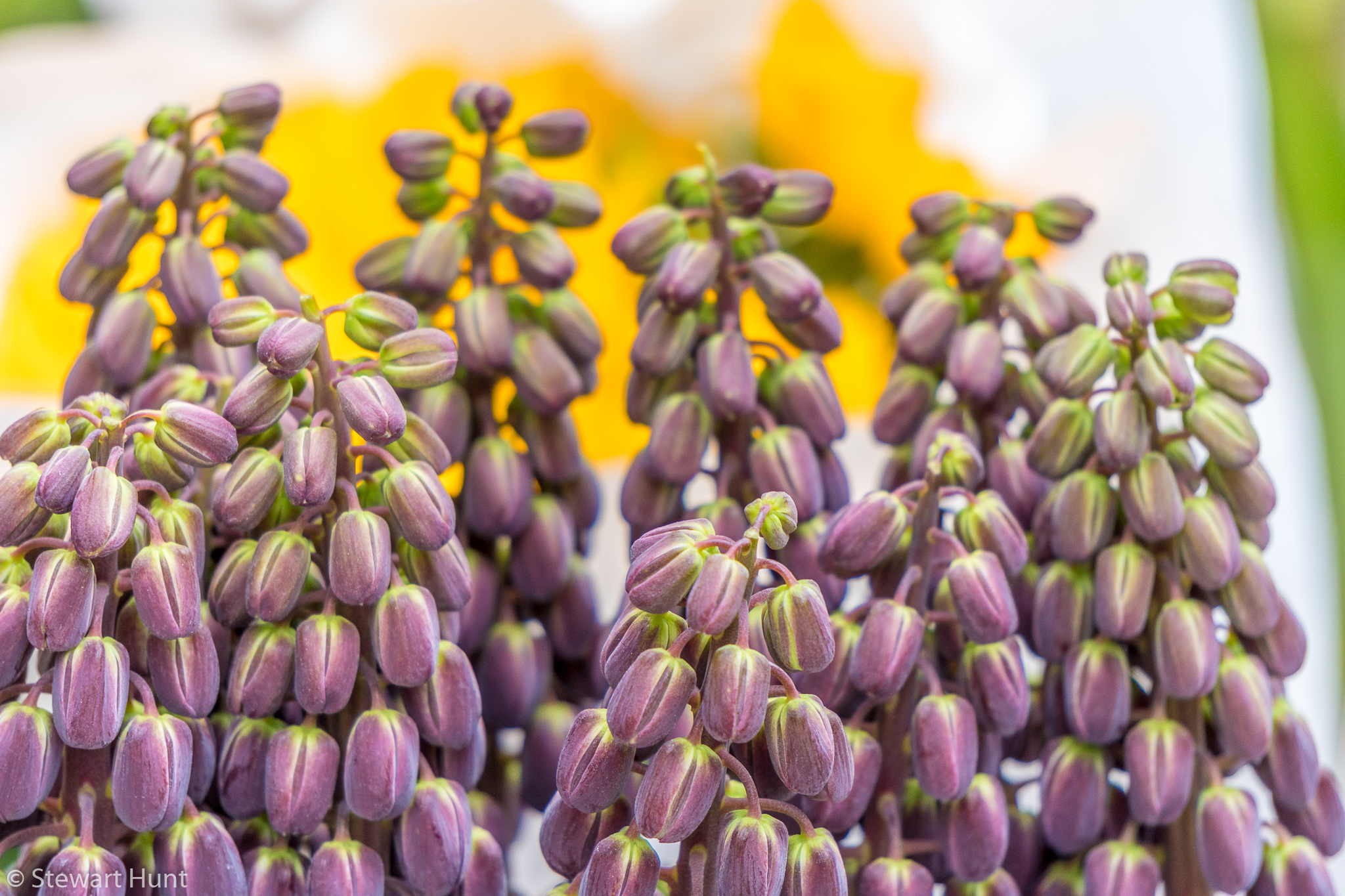 Vienna 2017 A6500 1971