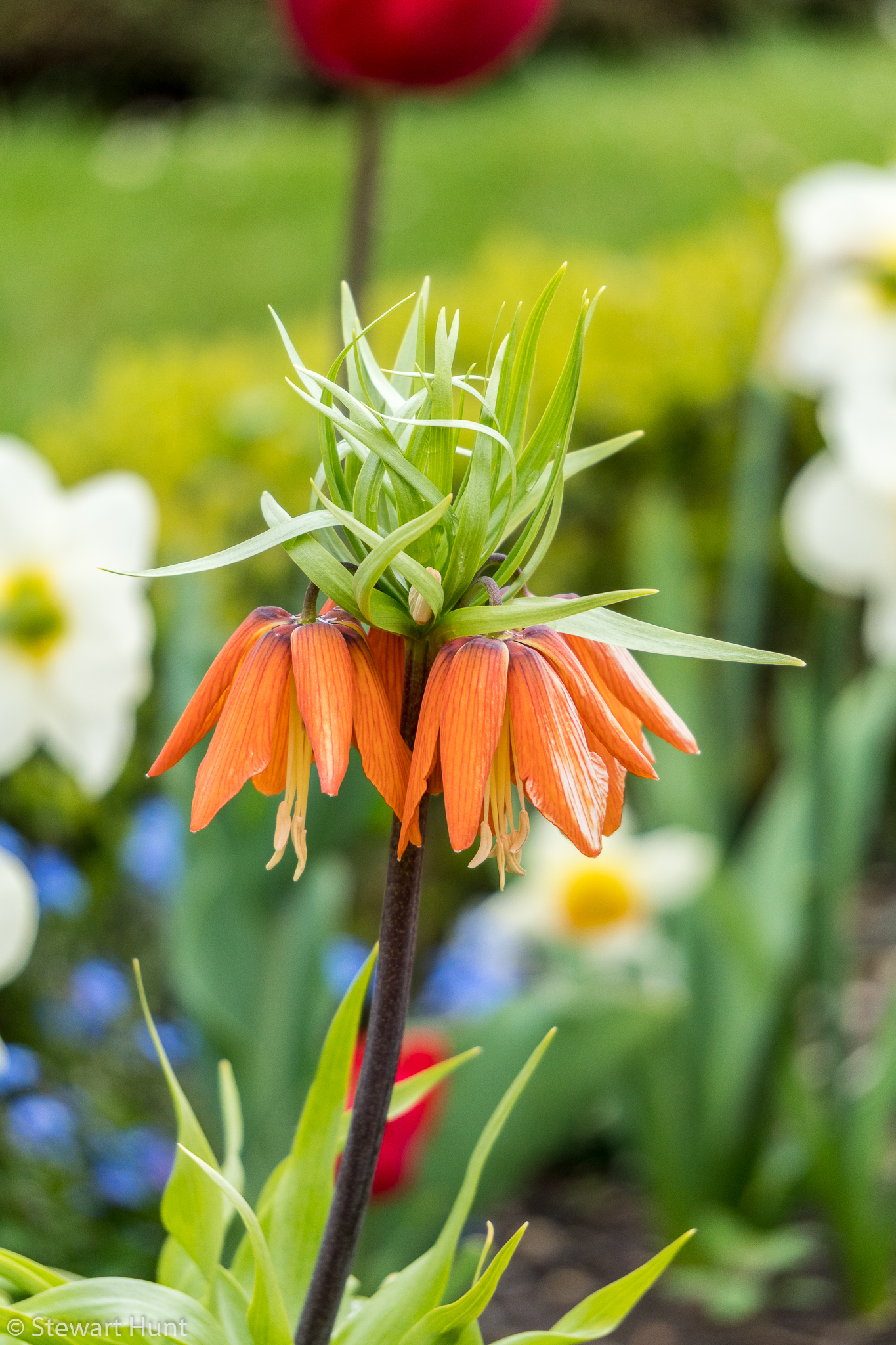 Vienna 2017 A6500 2010