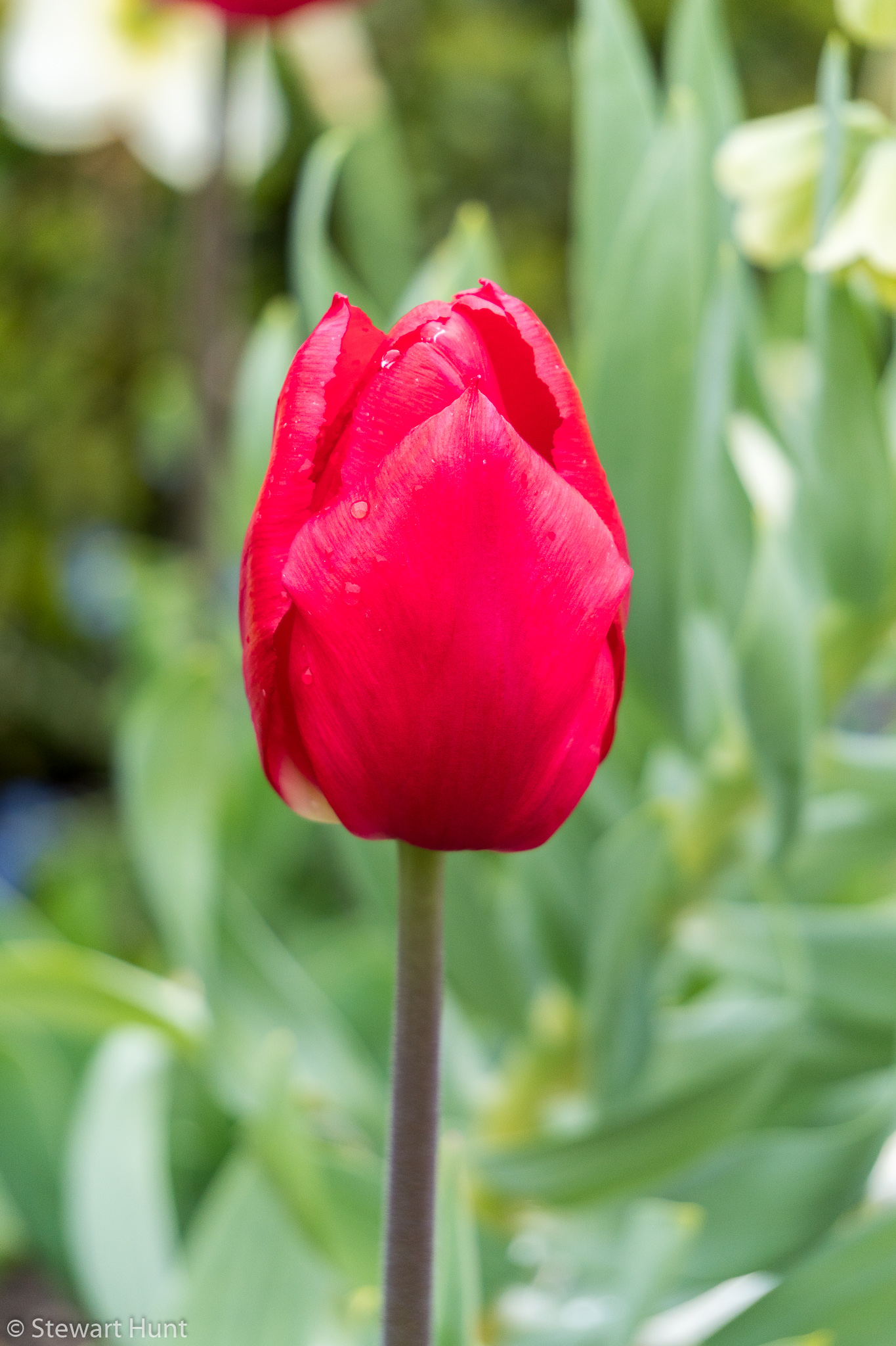 Vienna 2017 A6500 2011