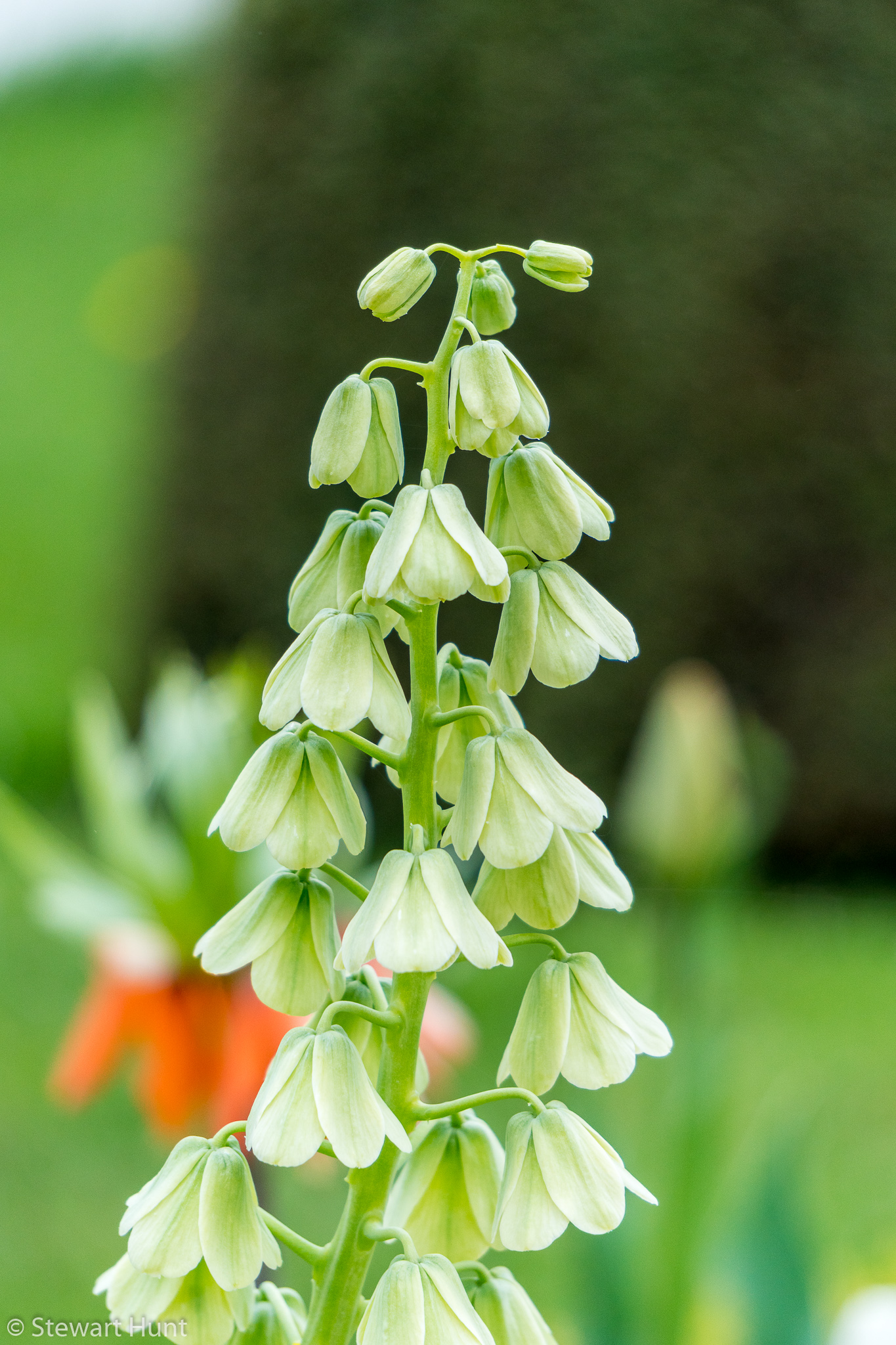 Vienna 2017 A6500 2012