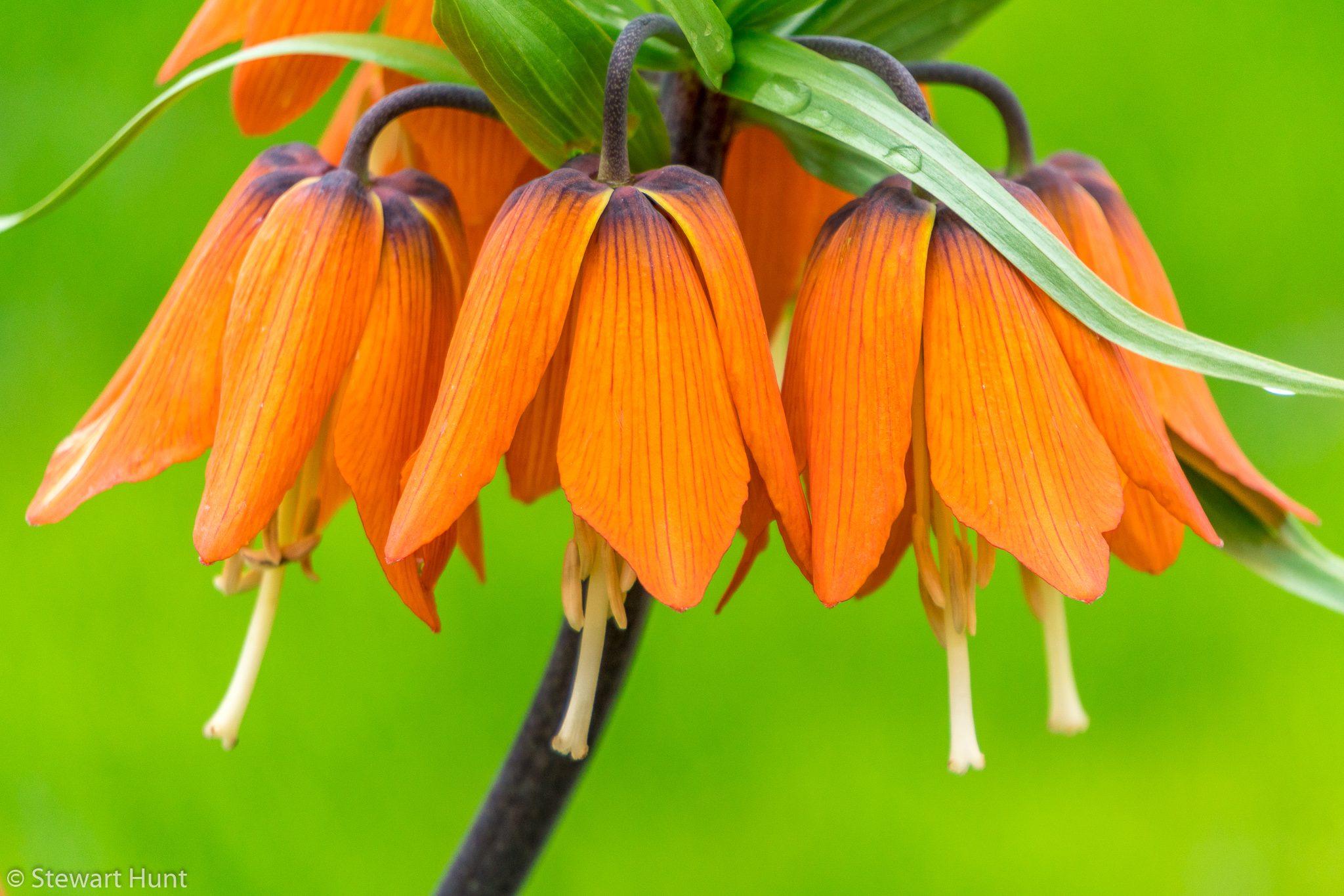 Vienna 2017 A6500 2032