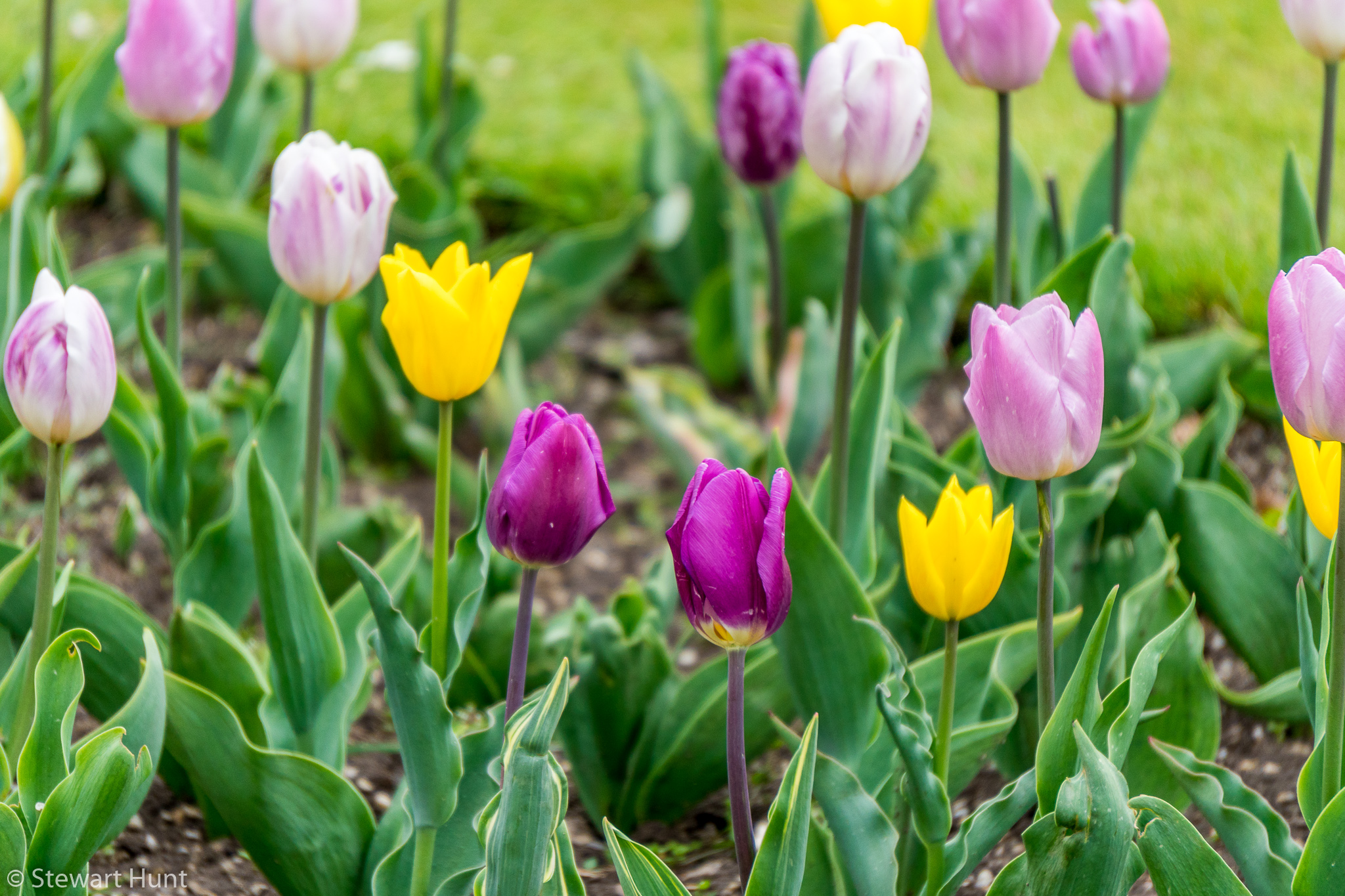 Vienna 2017 A6500 2048