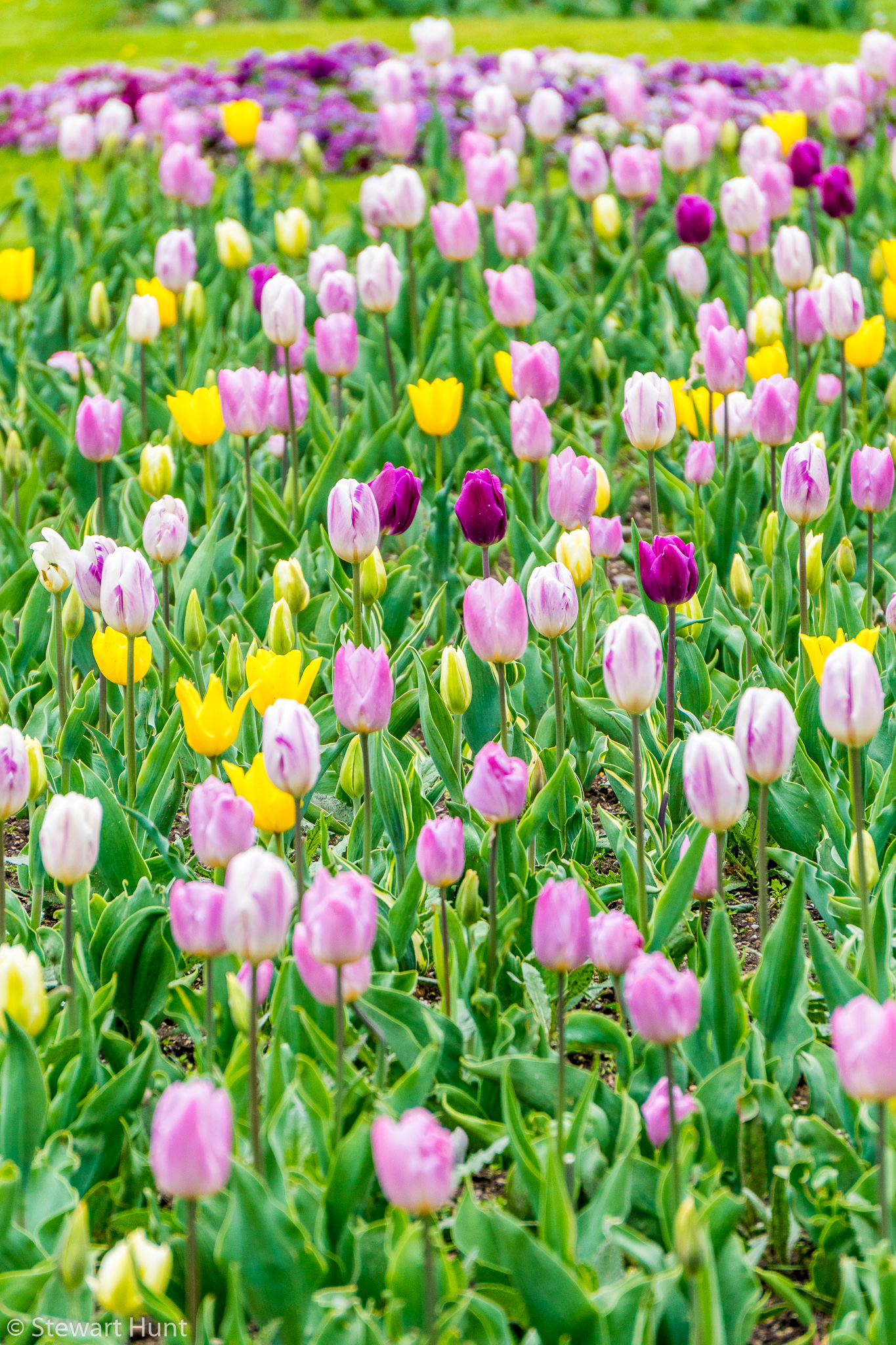 Vienna 2017 A6500 2055