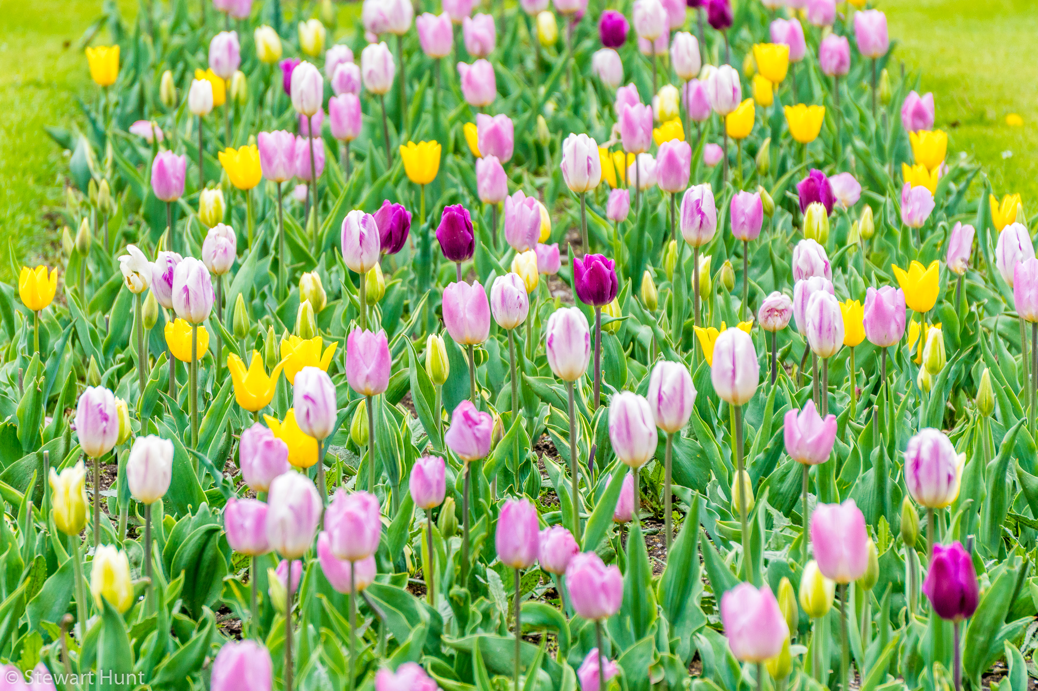 Vienna 2017 A6500 2056