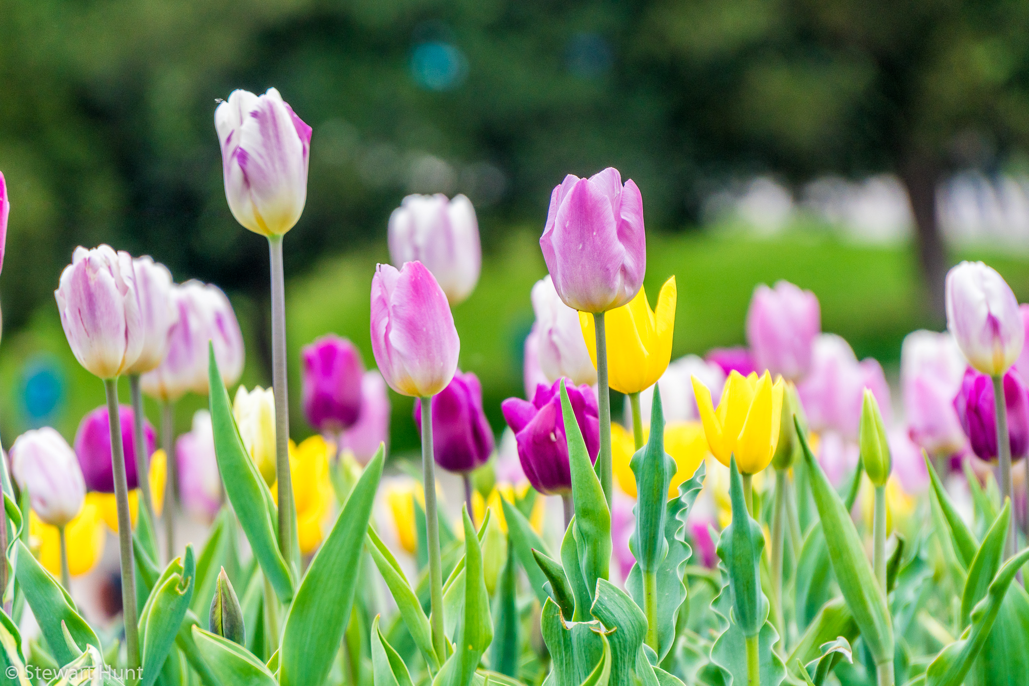 Vienna 2017 A6500 2068