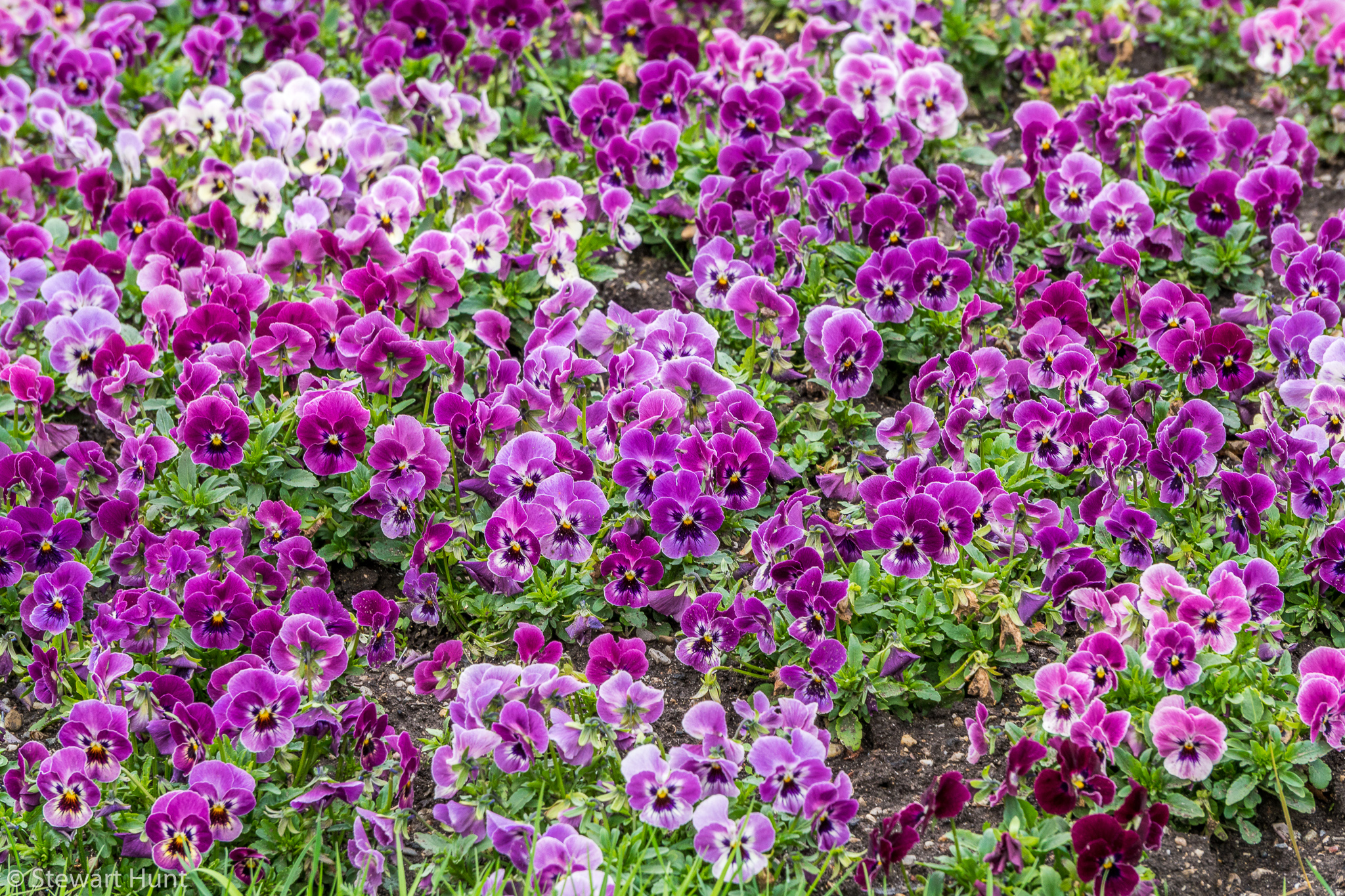 Vienna 2017 A6500 2072