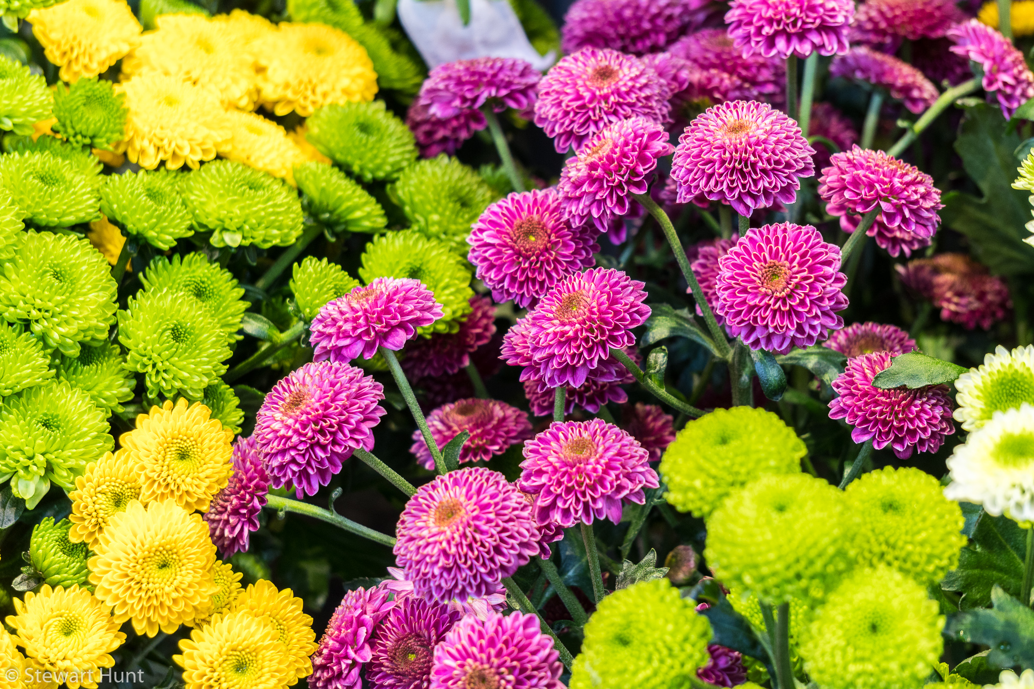 Vienna 2017 A6500 2217