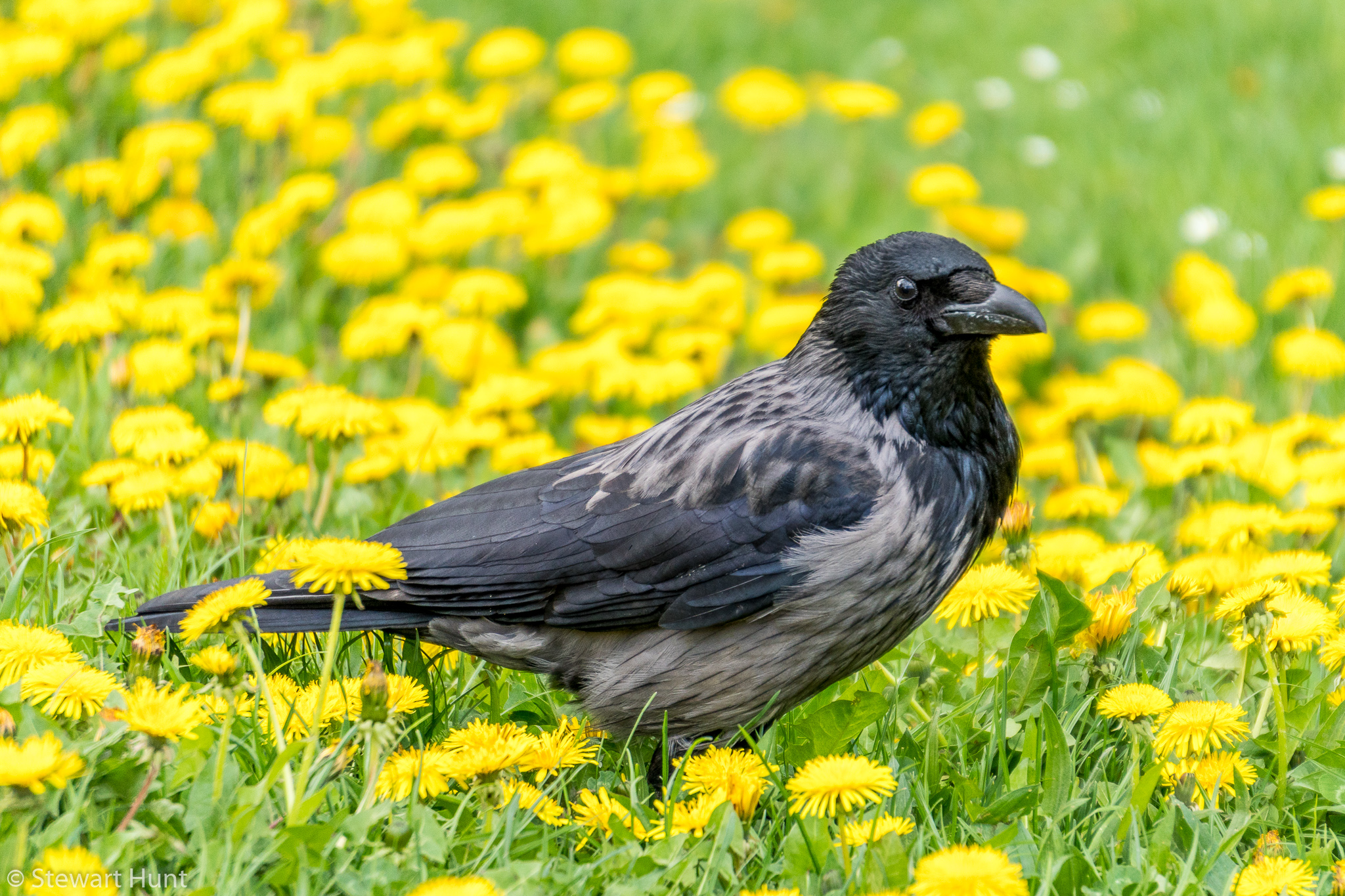 Vienna 2017 A6500 2290