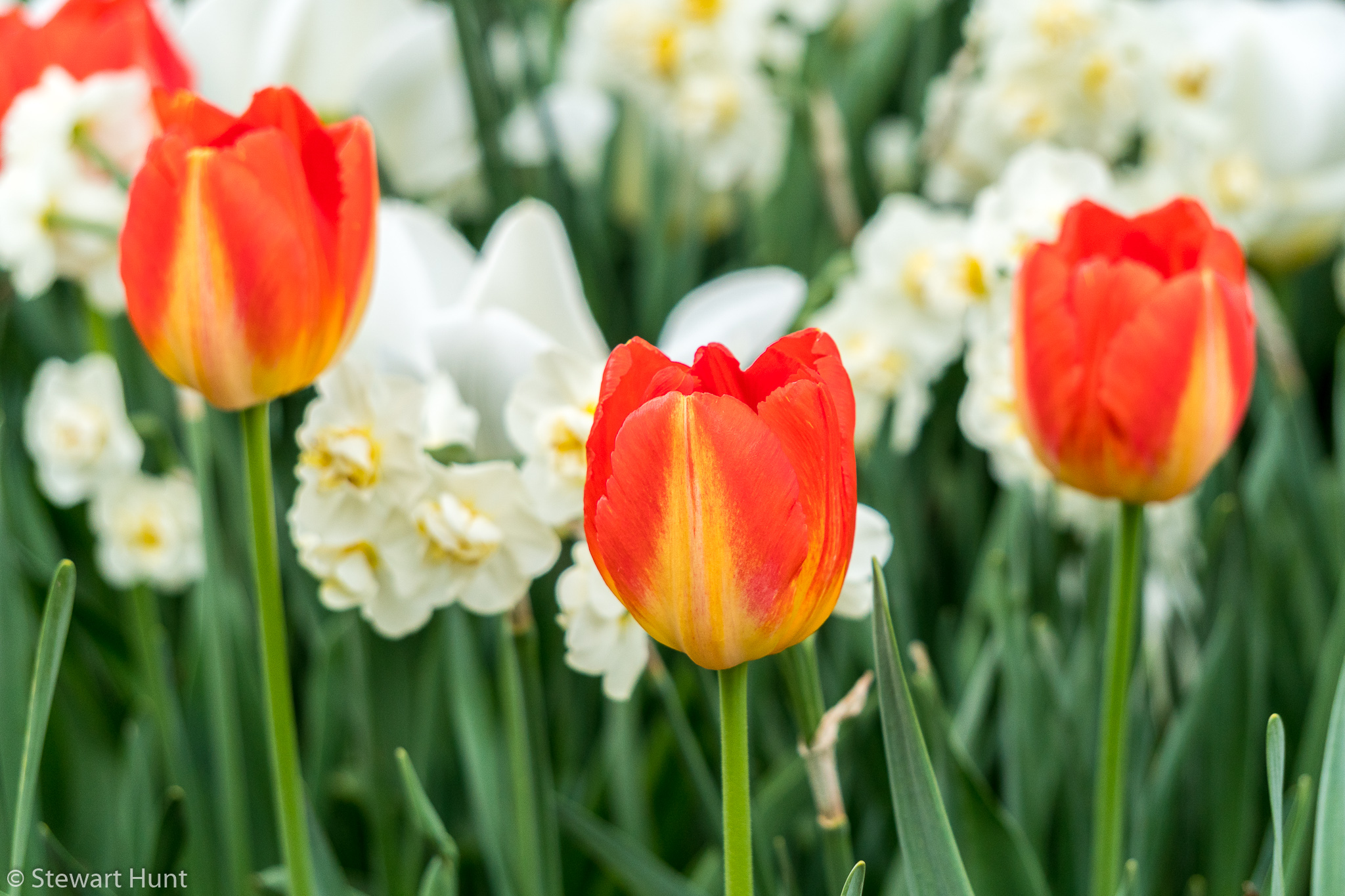 Vienna 2017 A6500 2341