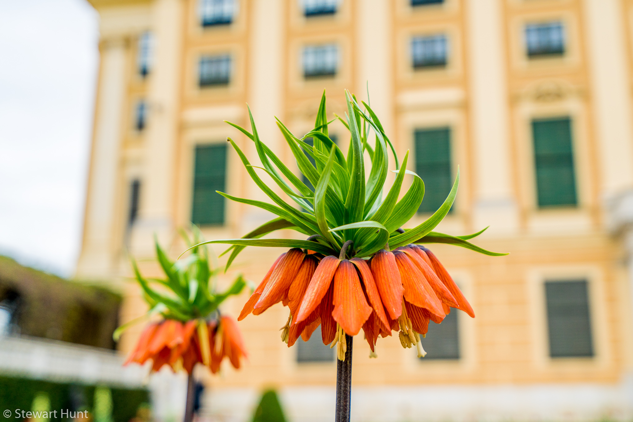 Vienna 2017 A7RII 7818