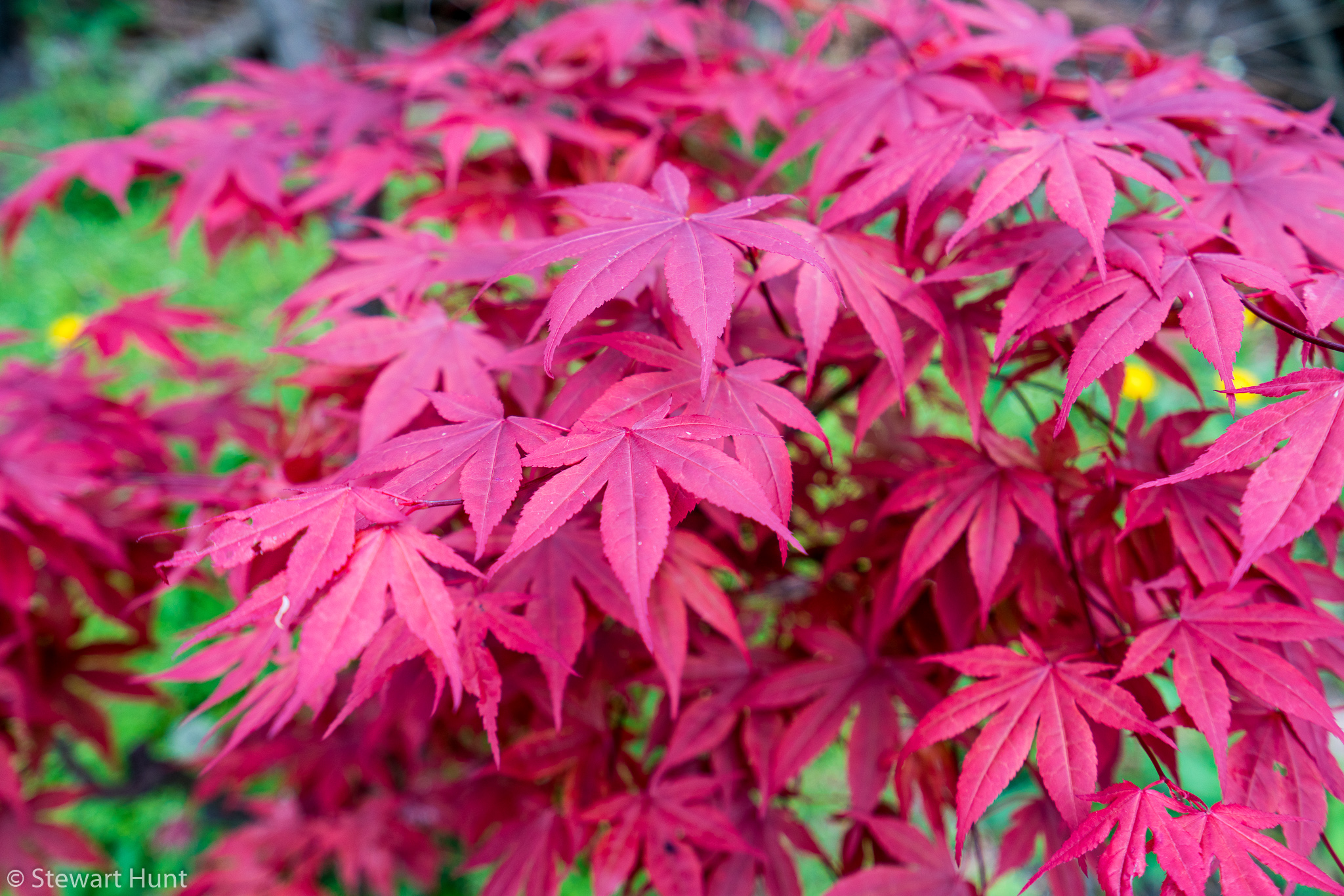 Vienna 2017 A7RII 7925