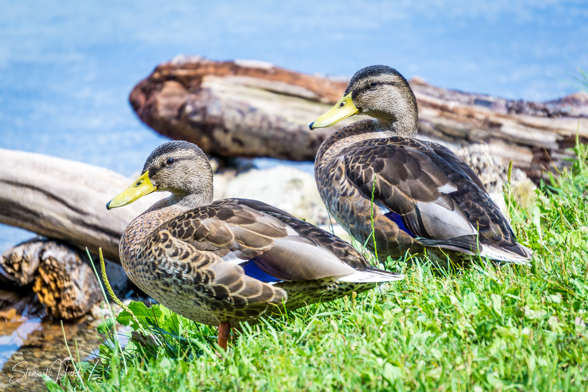 Kochel am See and Walcehsee and Walgau 0065