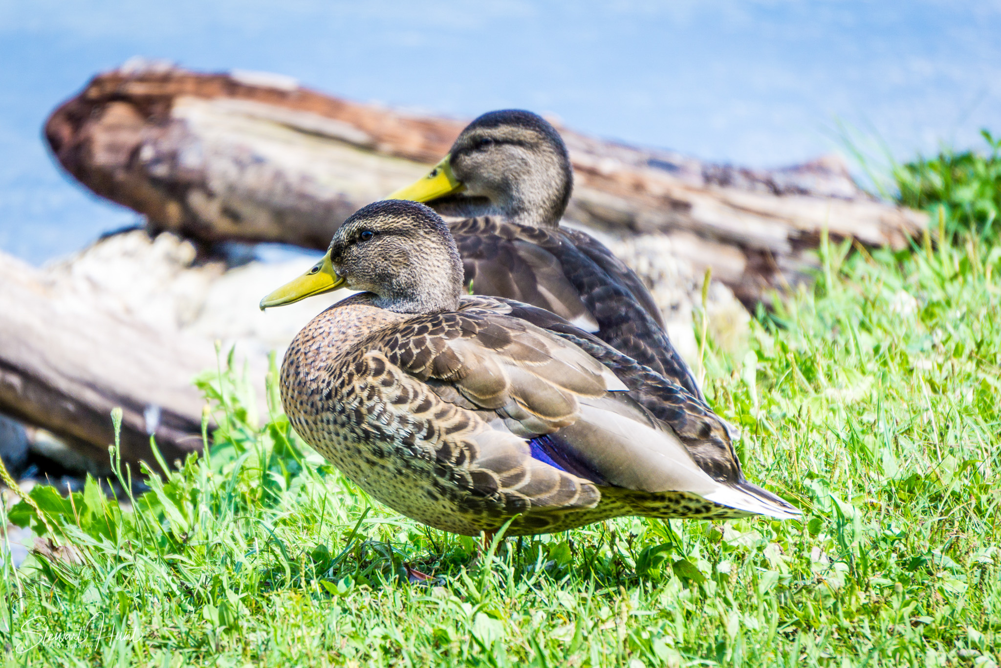 Kochel am See and Walcehsee and Walgau 0067