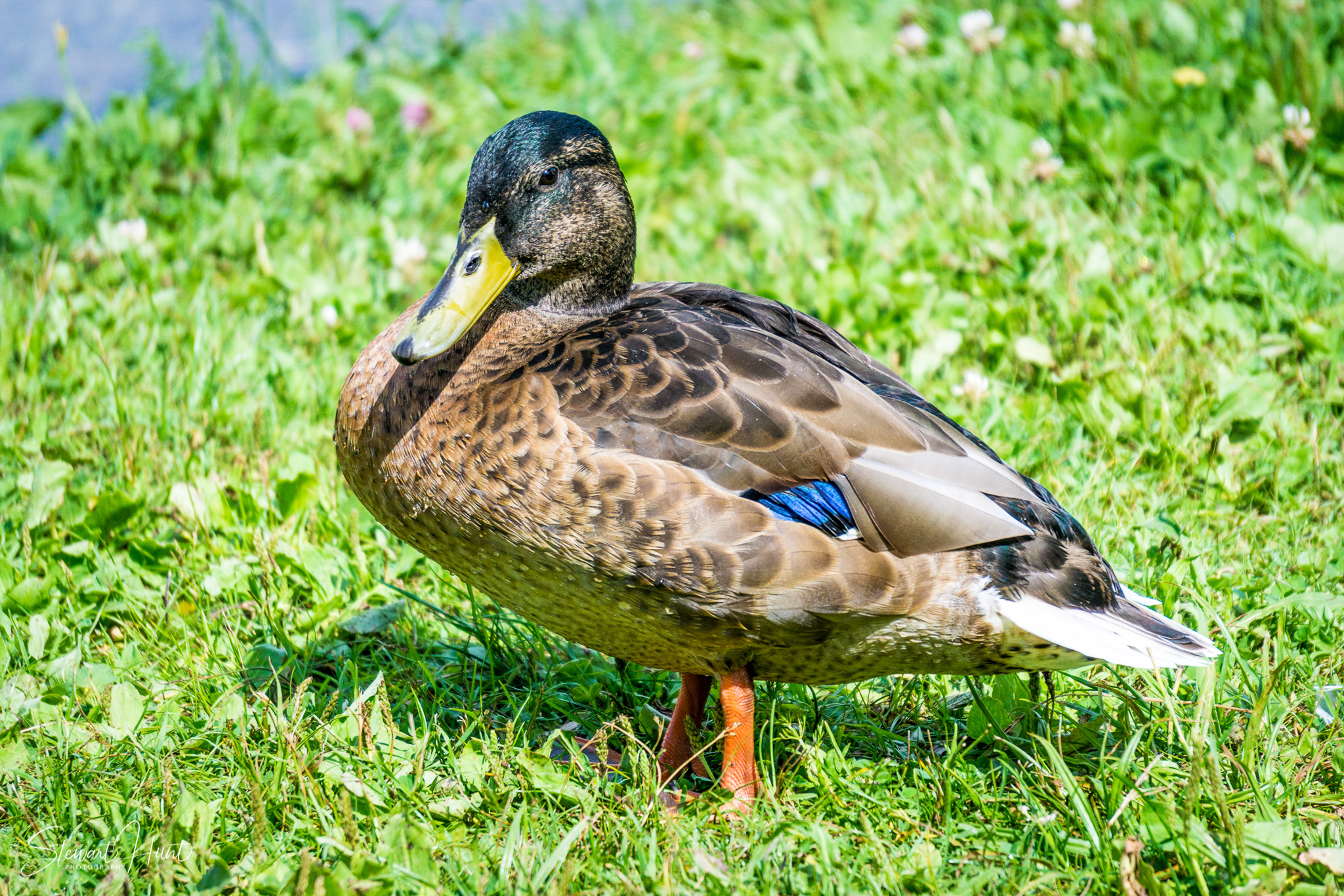 Kochel am See and Walcehsee and Walgau 0071