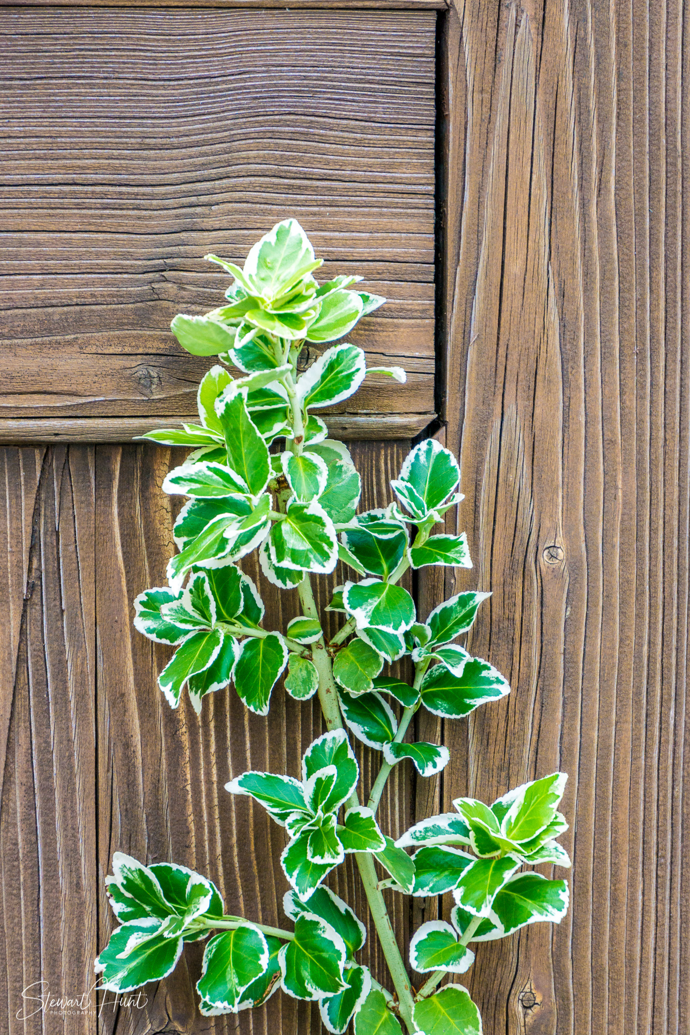 Kochel am See and Walcehsee and Walgau 0082