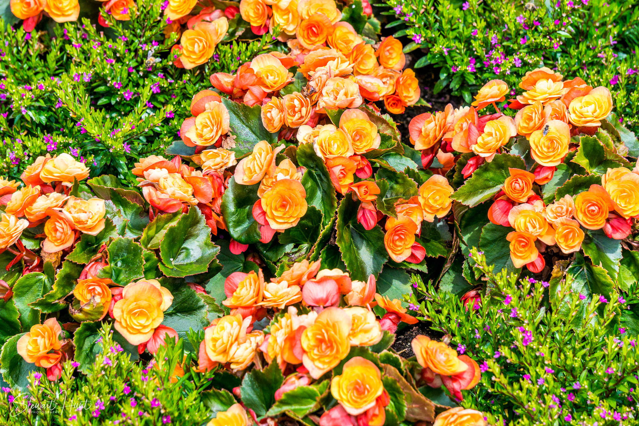 Kochel am See and Walcehsee and Walgau 0084