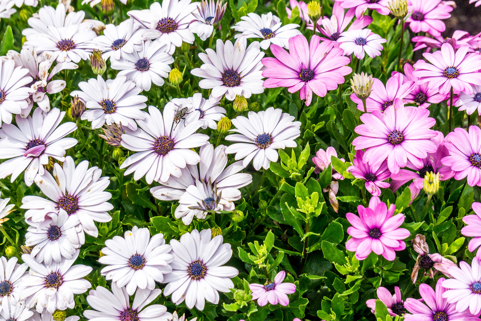 Kochel am See and Walcehsee and Walgau 0088