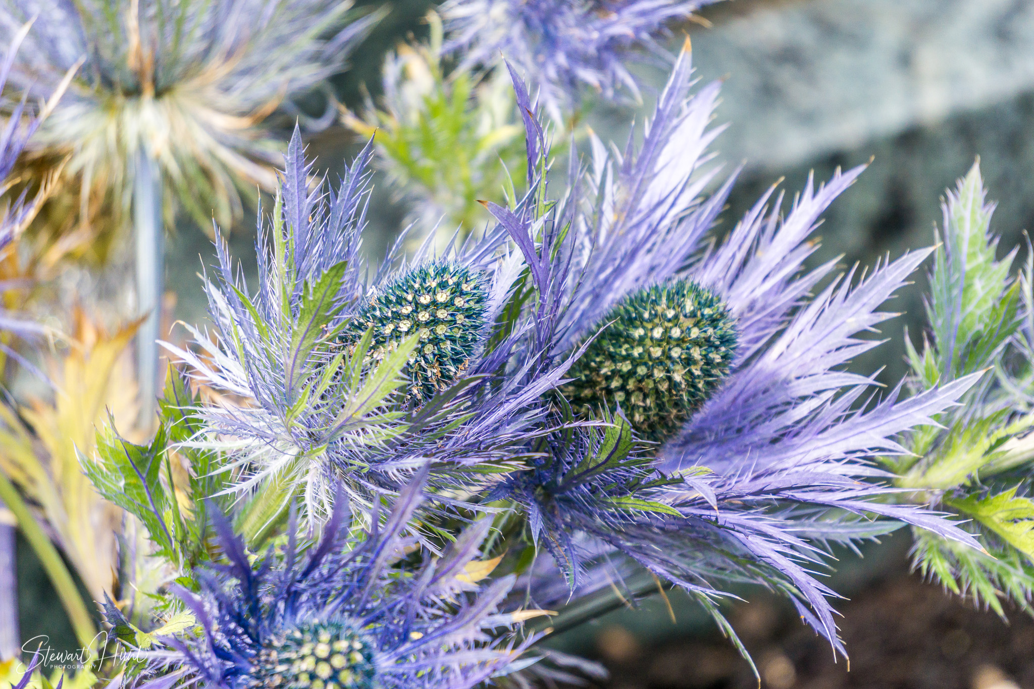 Kochel am See and Walcehsee and Walgau 0091