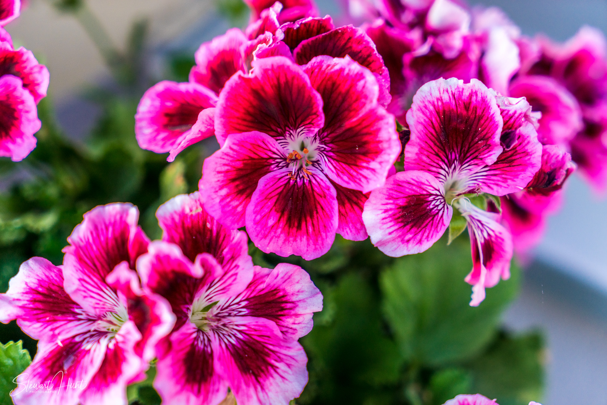 Kochel am See and Walcehsee and Walgau 03796