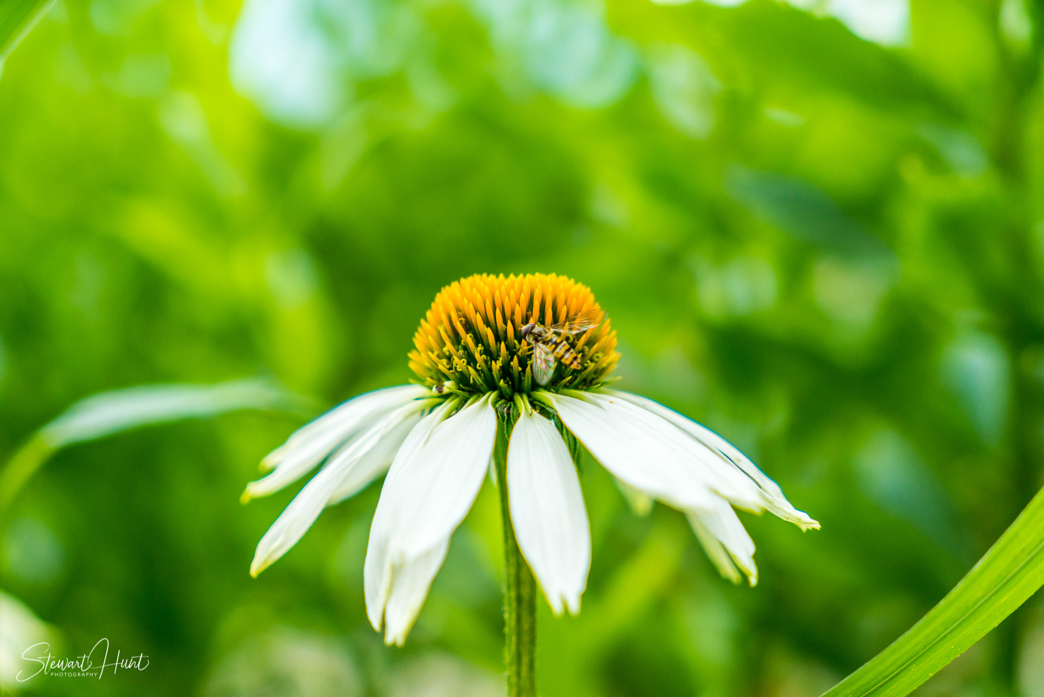 Kochel am See and Walcehsee and Walgau 03857