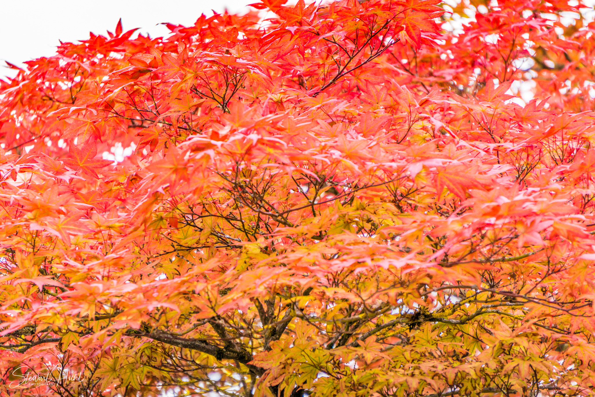 Neuschwanstein and Fussen 0136