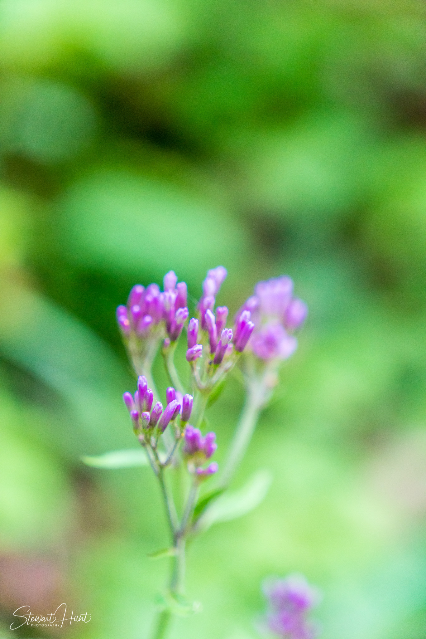 Neuschwanstein and Fussen 03985
