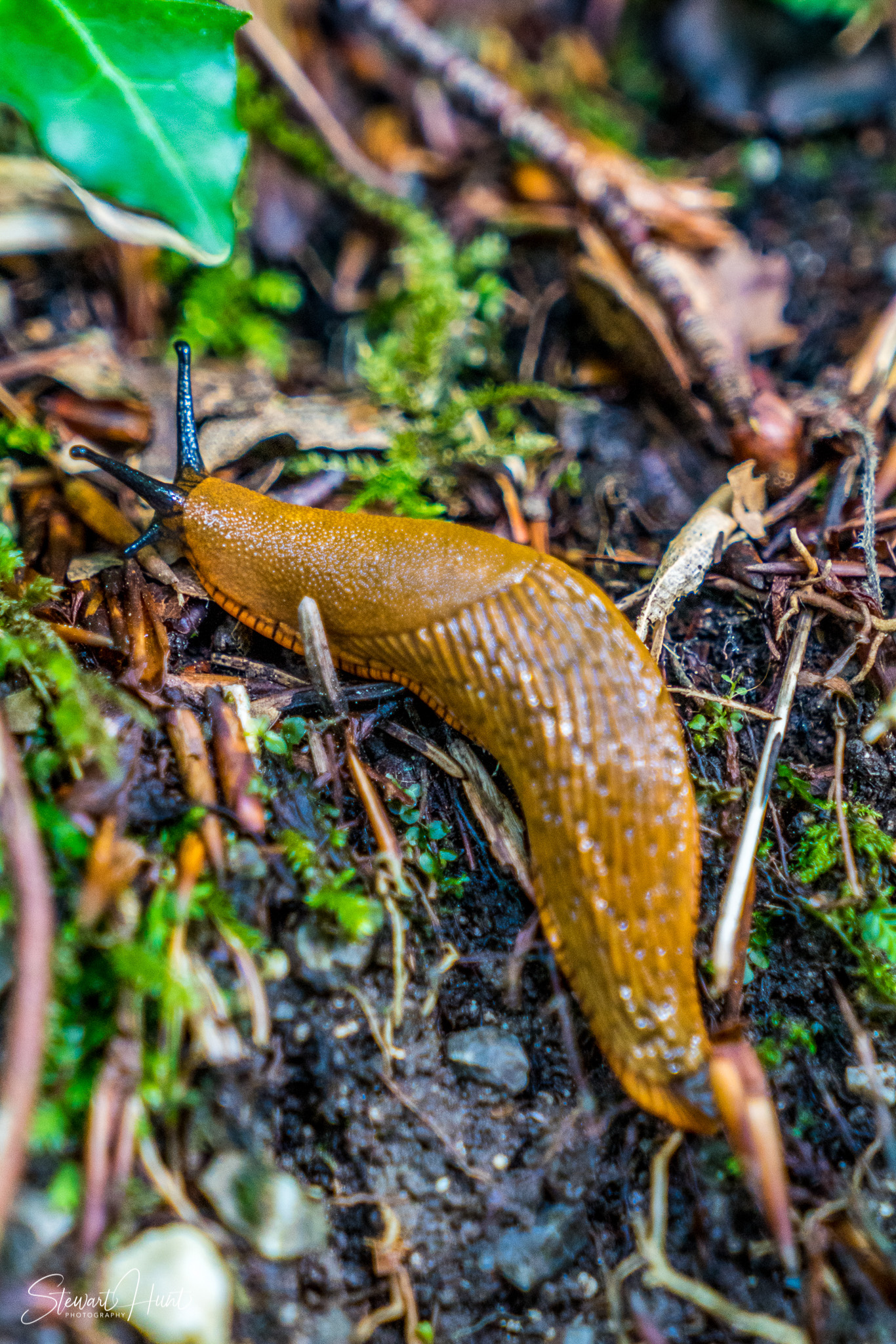Neuschwanstein and Fussen 04004