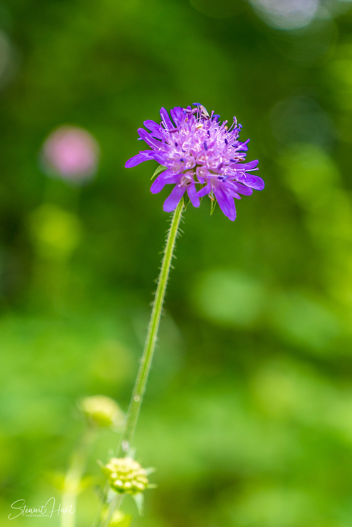 Neuschwanstein and Fussen 04010