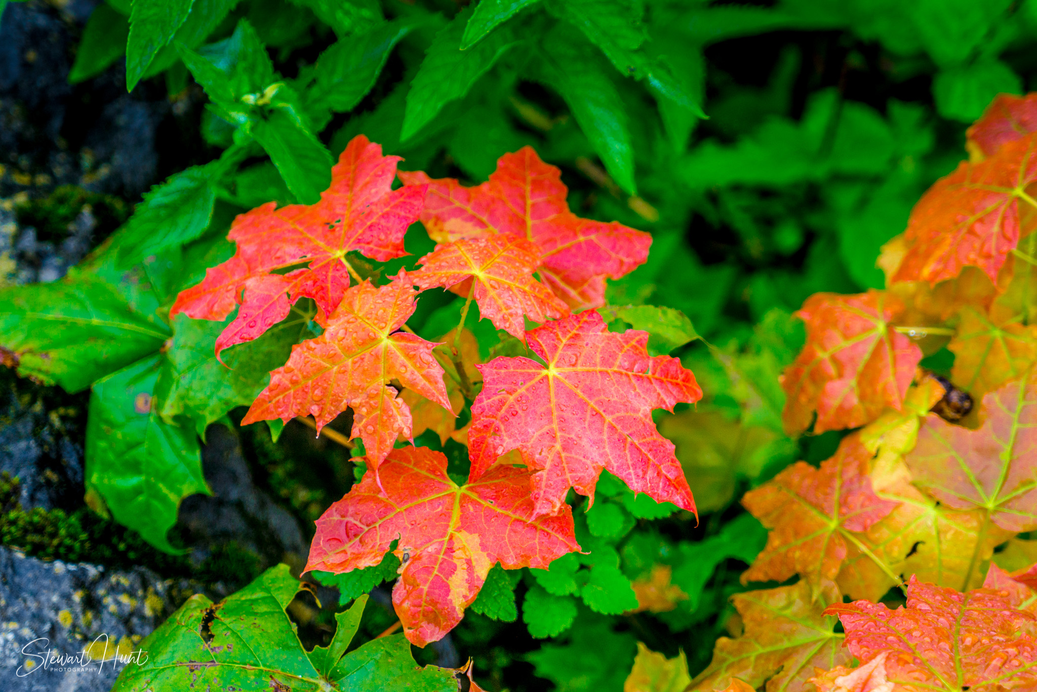 Hintersee and Berchtesgaden and Rossfeldstrasse 1265
