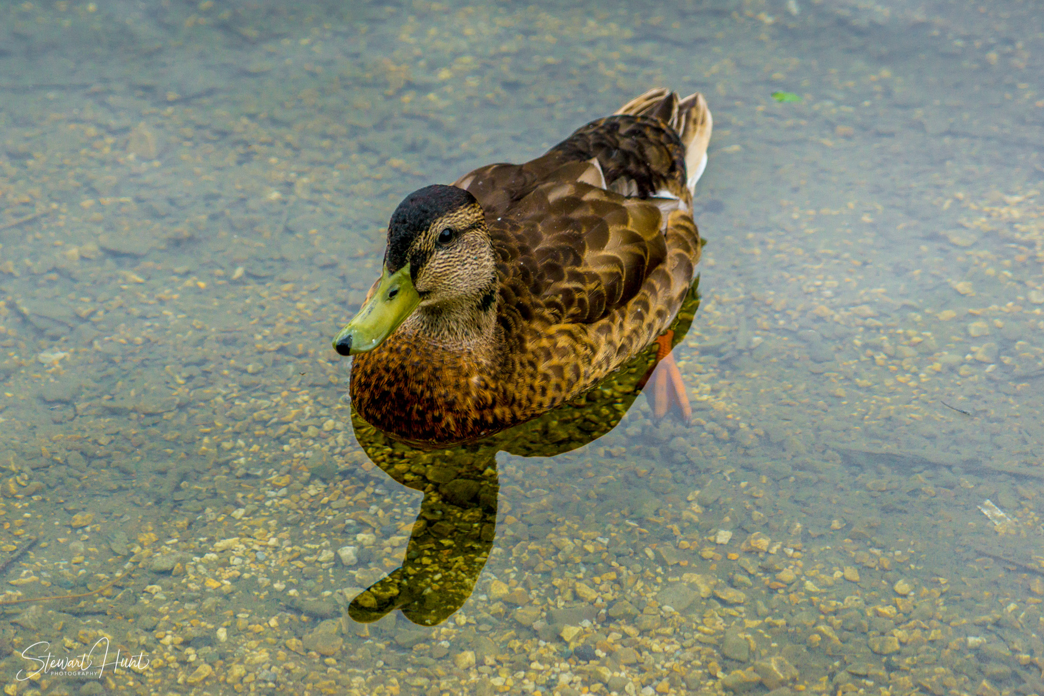 Hintersee and Berchtesgaden and Rossfeldstrasse 1266
