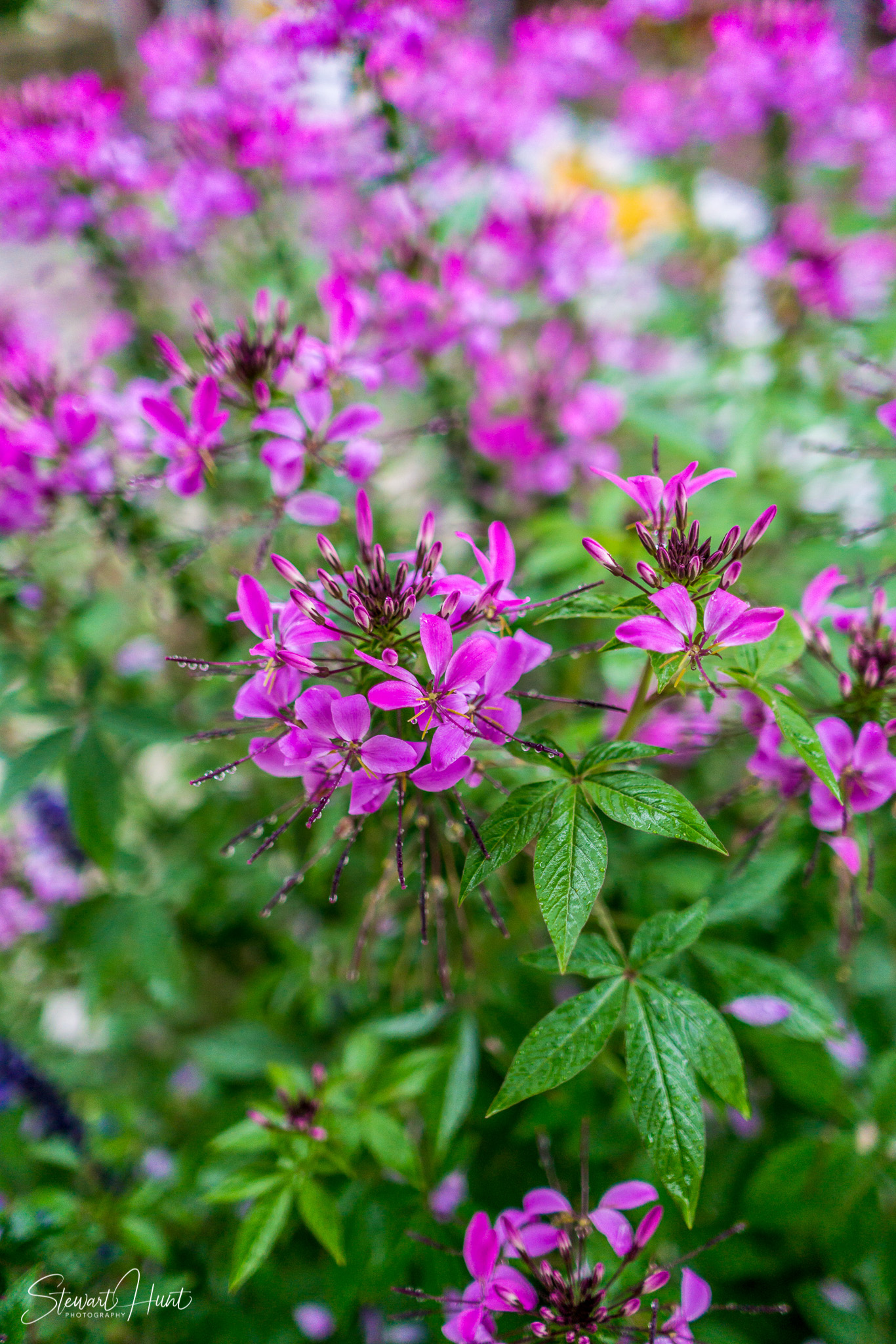 Hintersee and Berchtesgaden and Rossfeldstrasse 1322