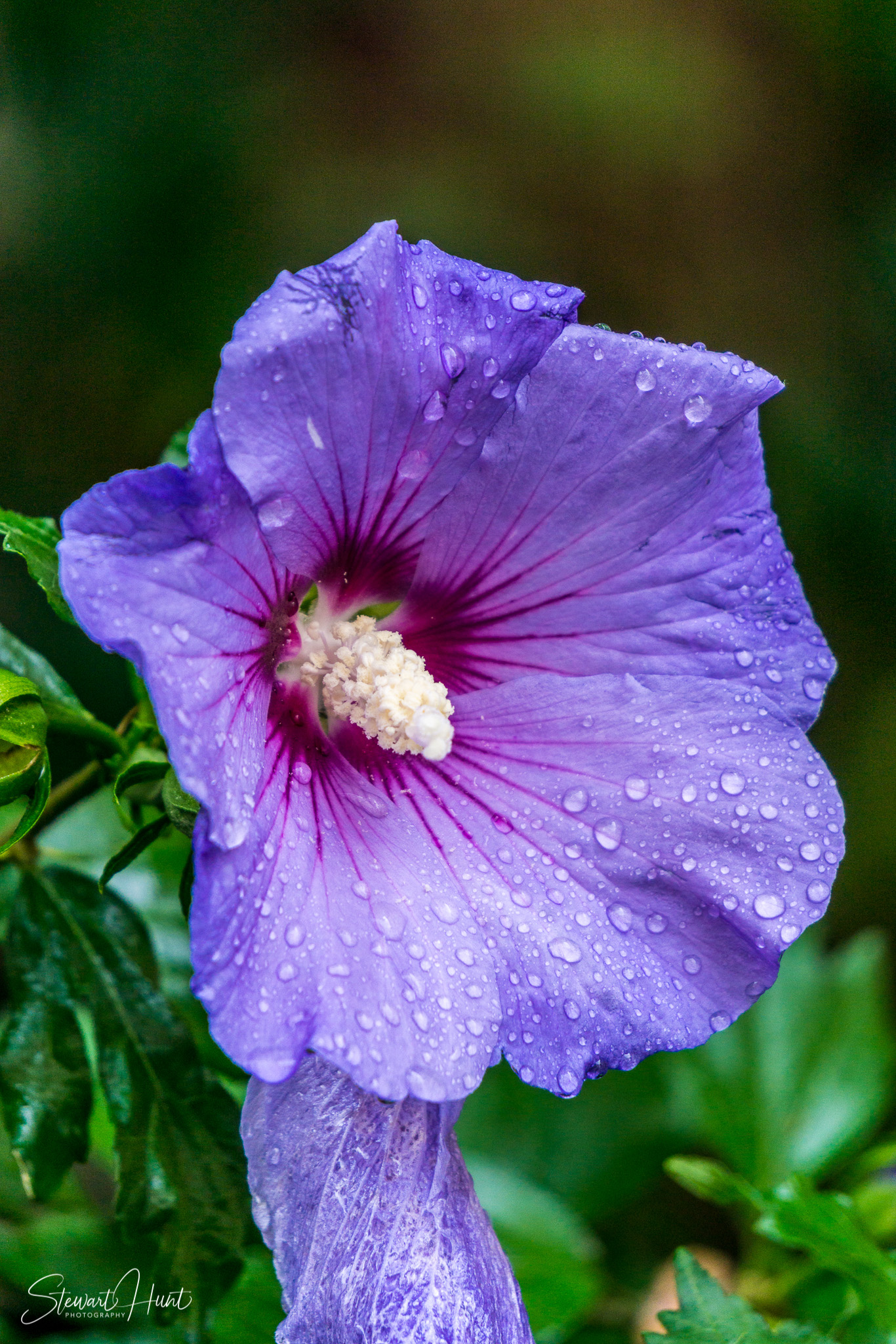 Bad Reichenhal and Zell am See 1418