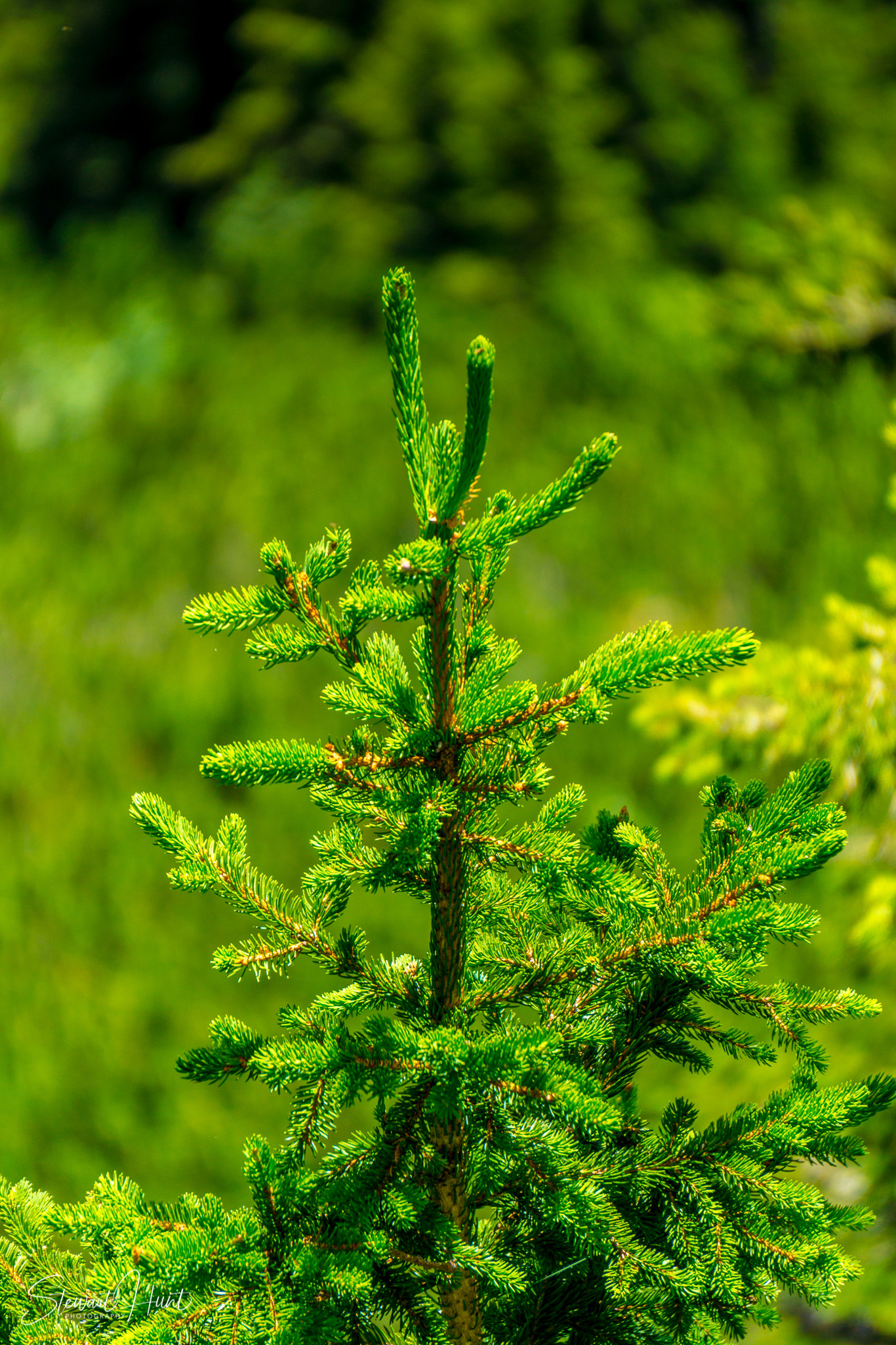 Konigssee and Obersee 1616