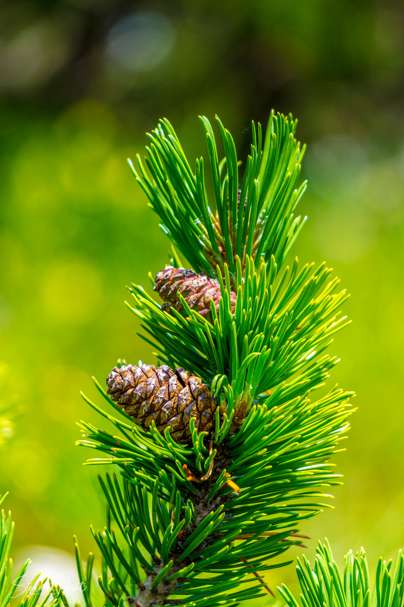 Konigssee and Obersee 1624