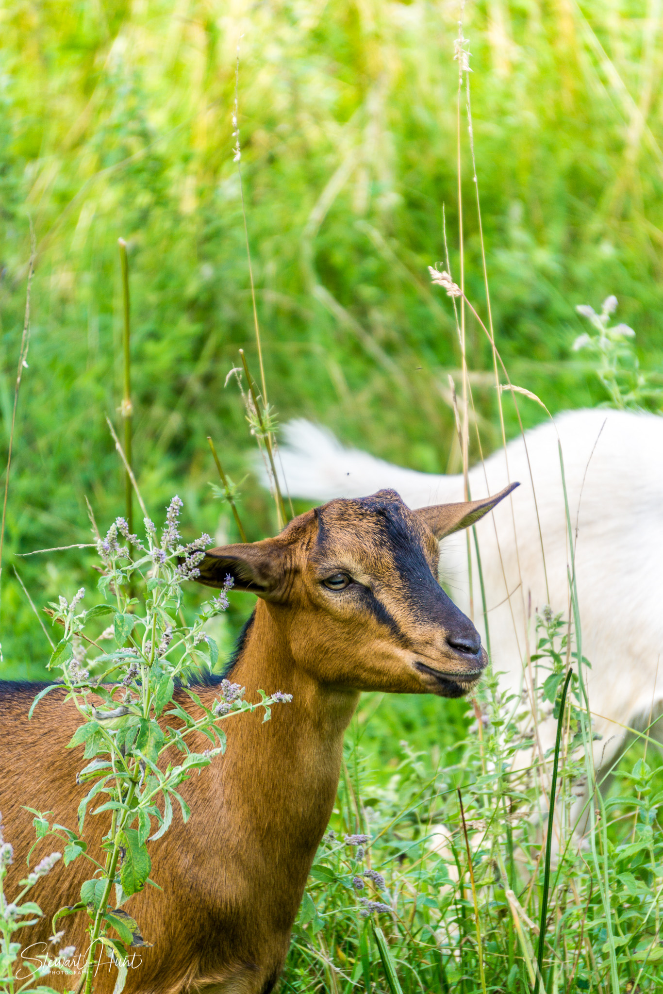 Konigssee and Obersee 1735