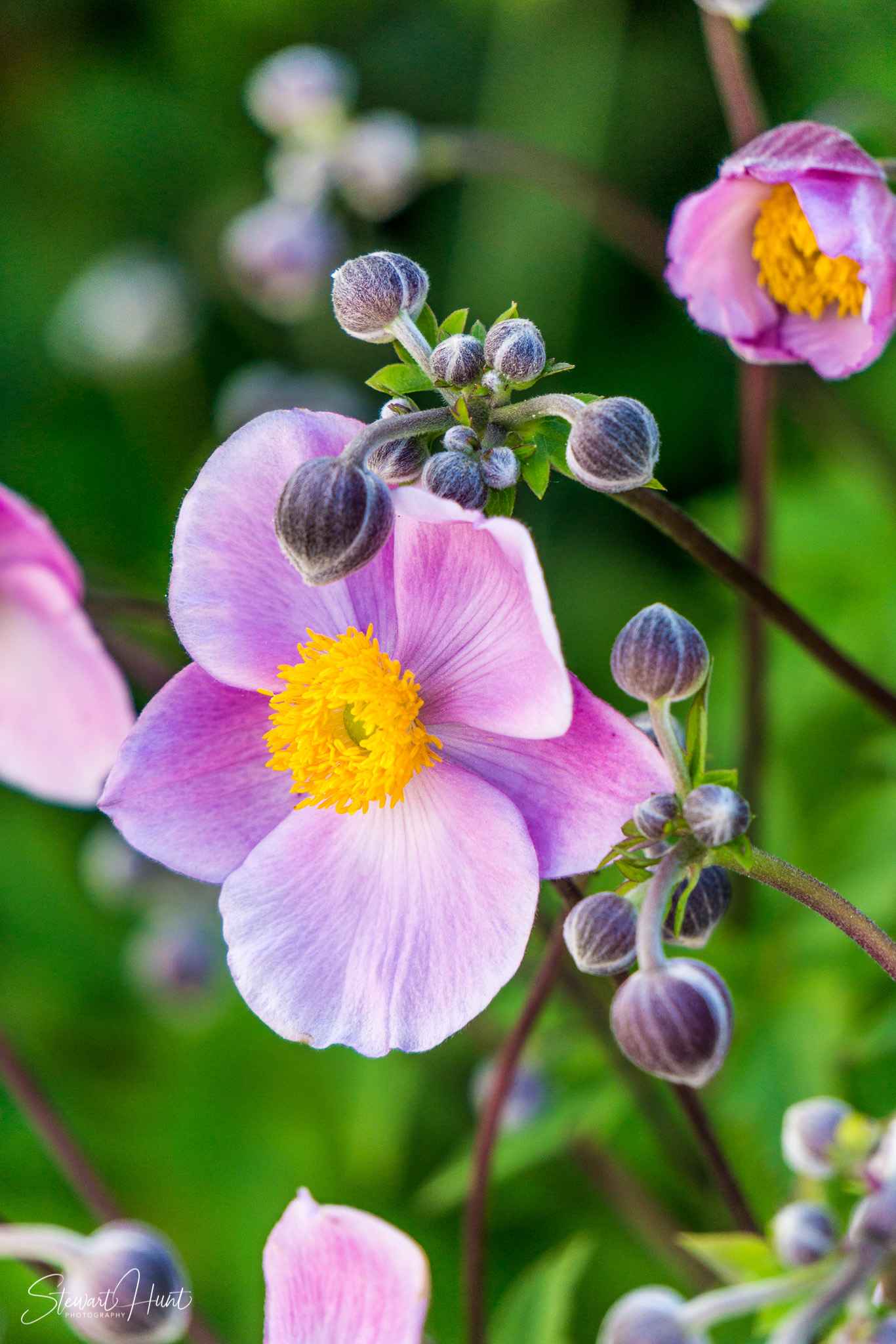 Konigssee and Obersee 1962