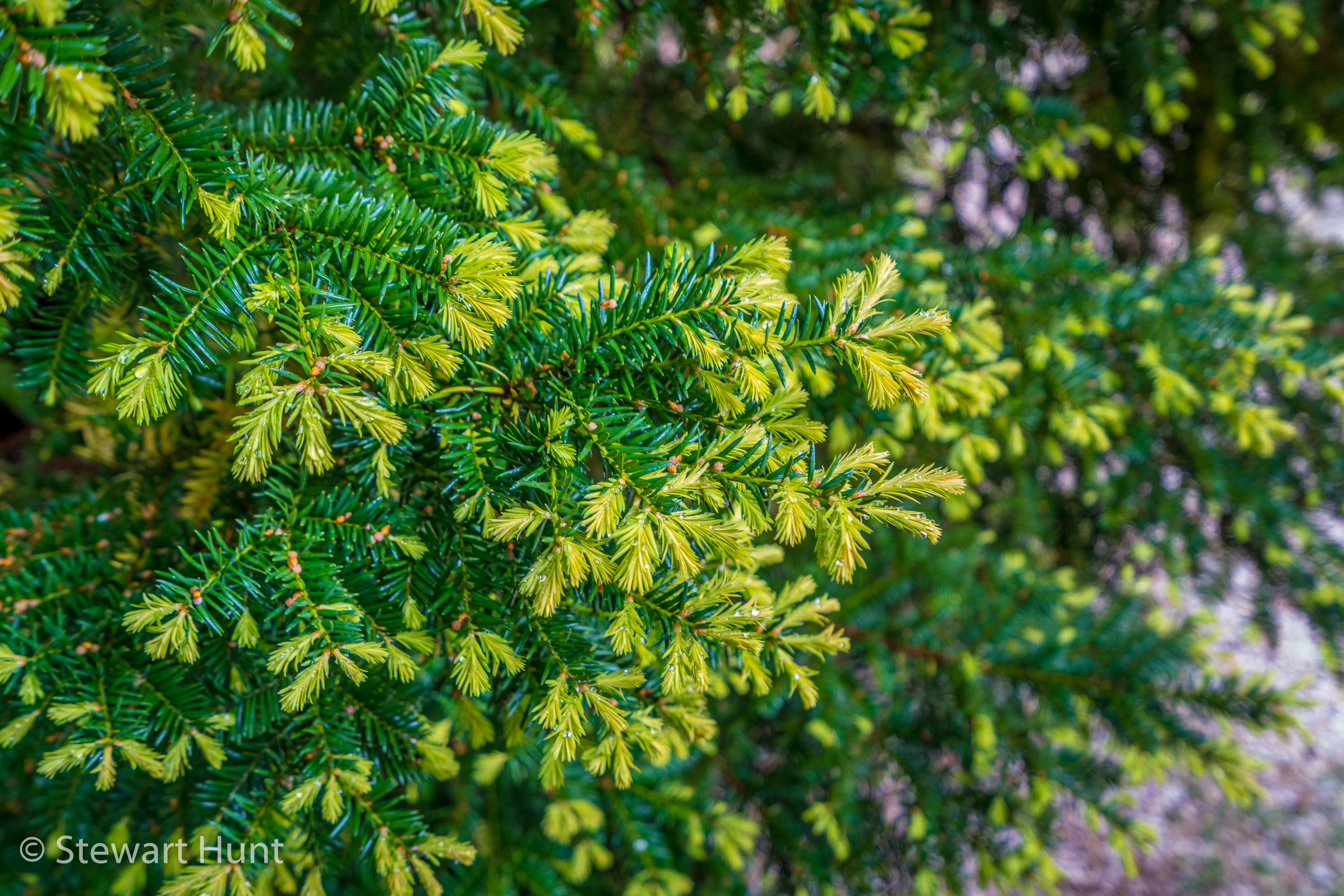 Budapest 2017 A7RII 8316