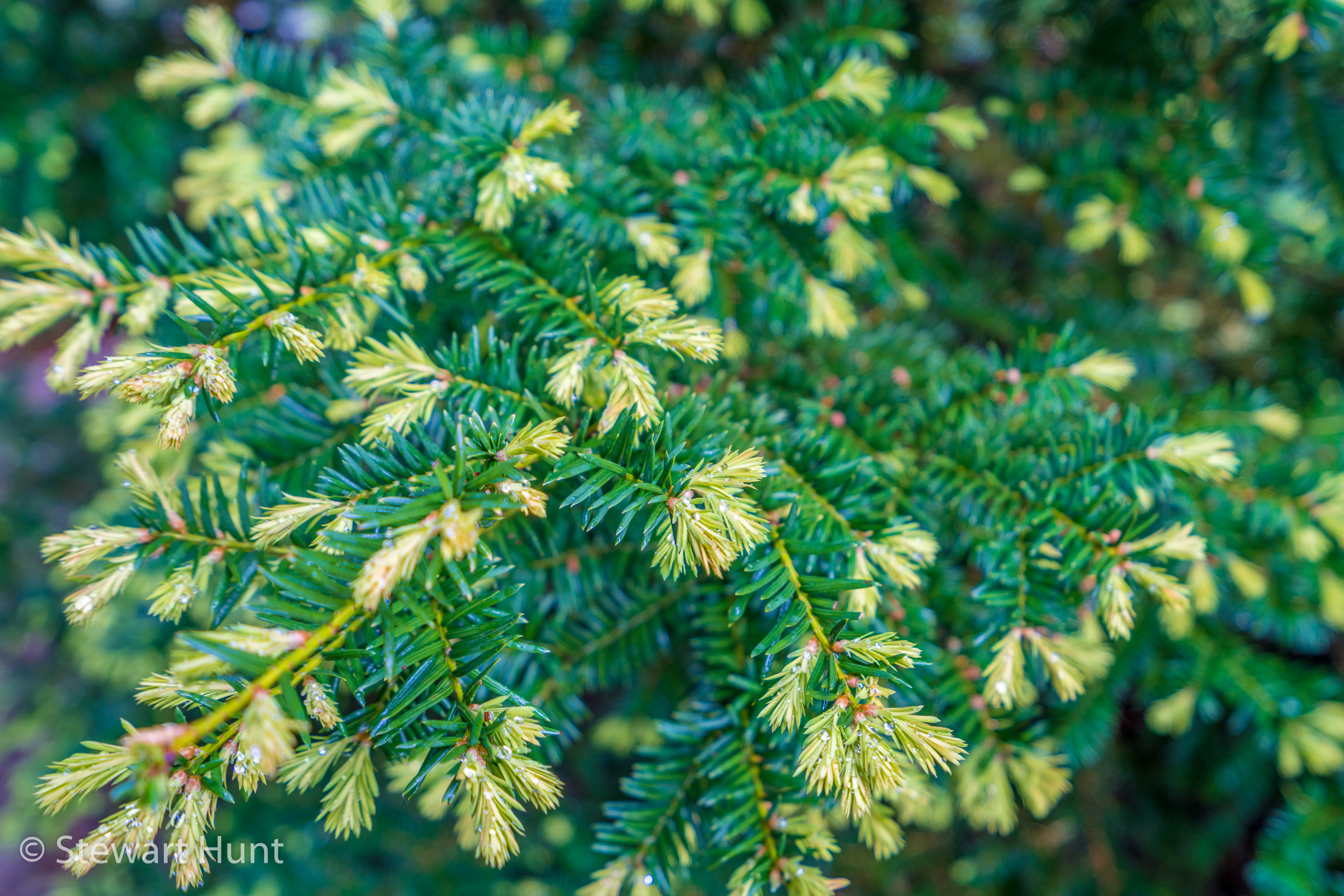 Budapest 2017 A7RII 8319
